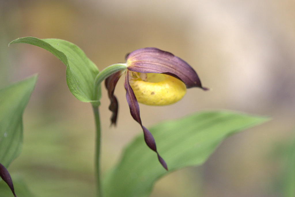 Cypripedium calceolus Linnaeus, 1753 pnalm