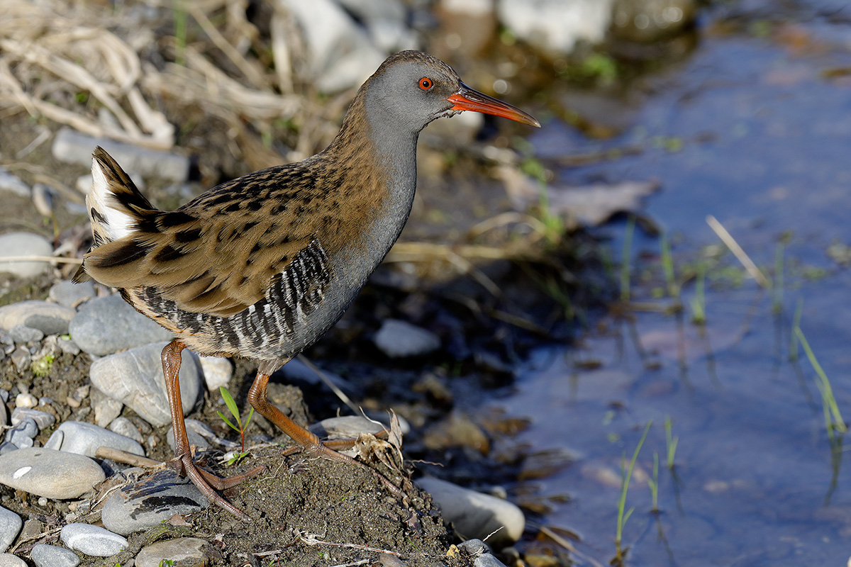 Water Rail