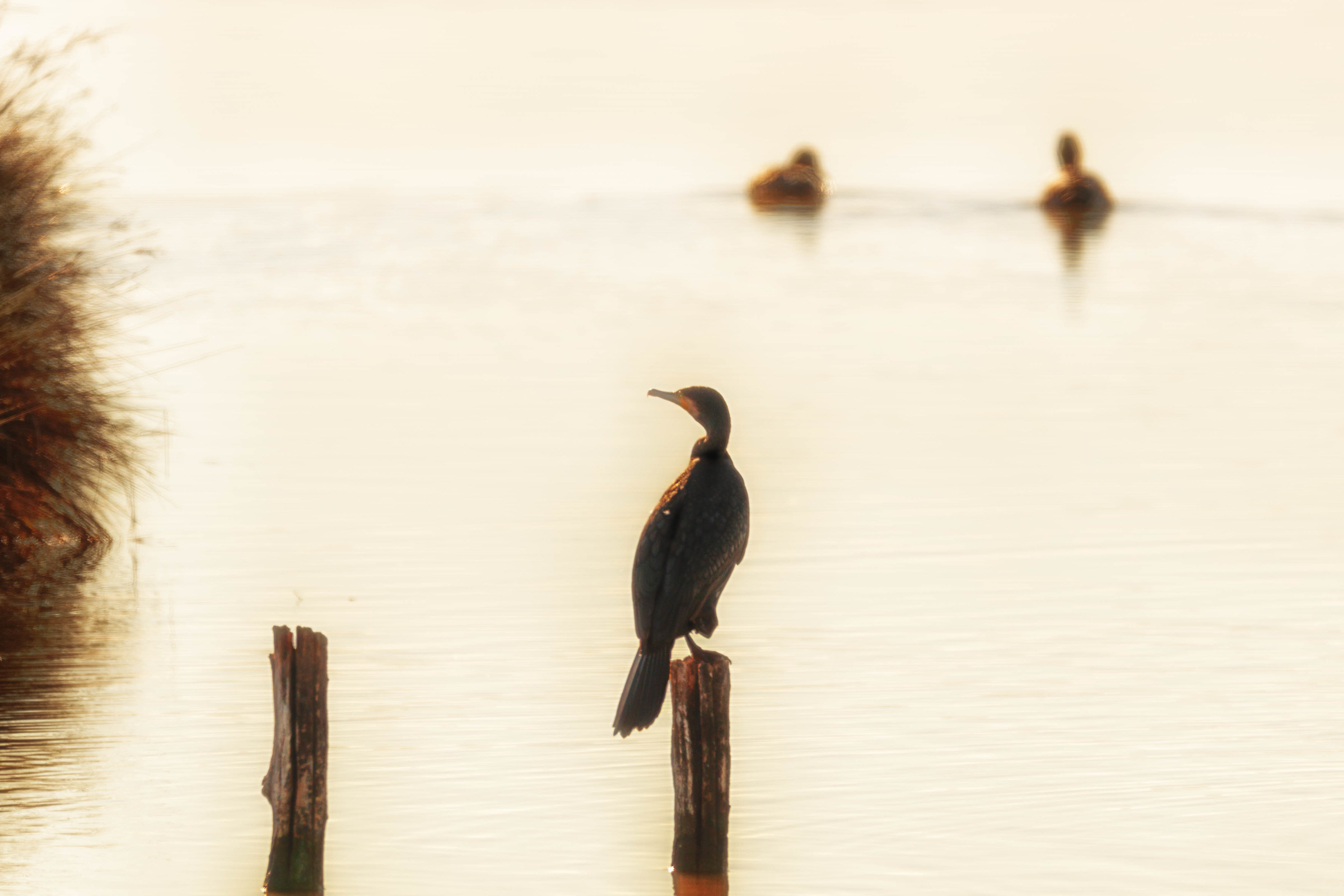 Cormorano al tramonto