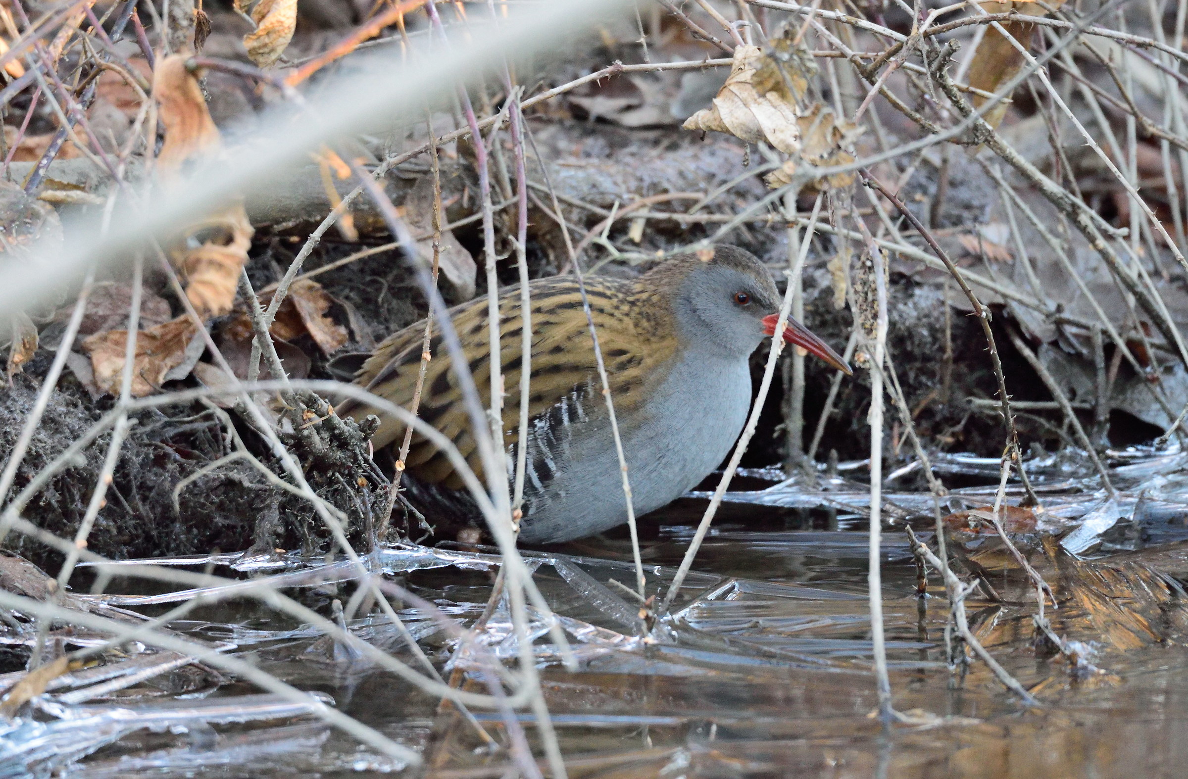 Water Rail