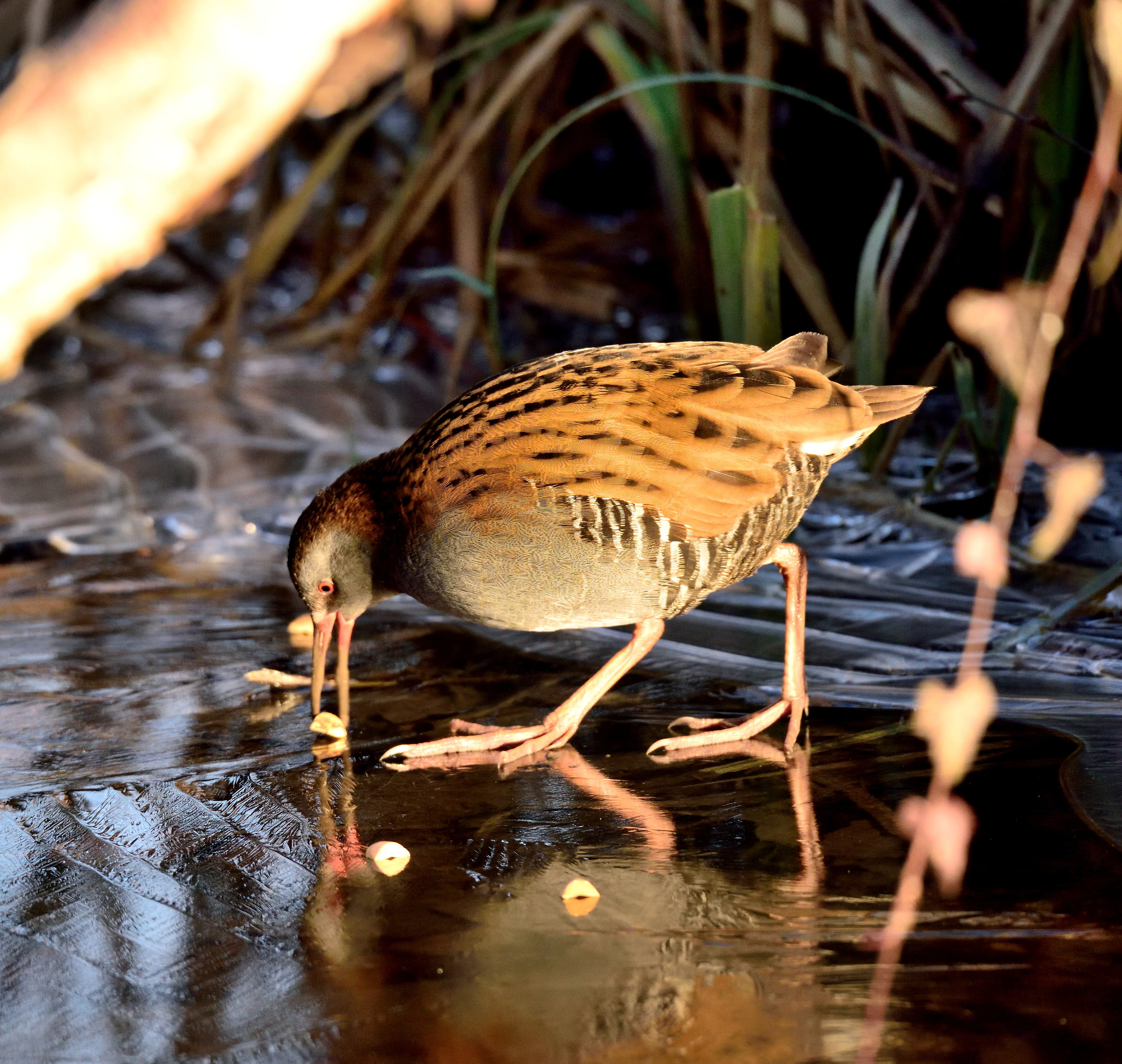 Water Rail