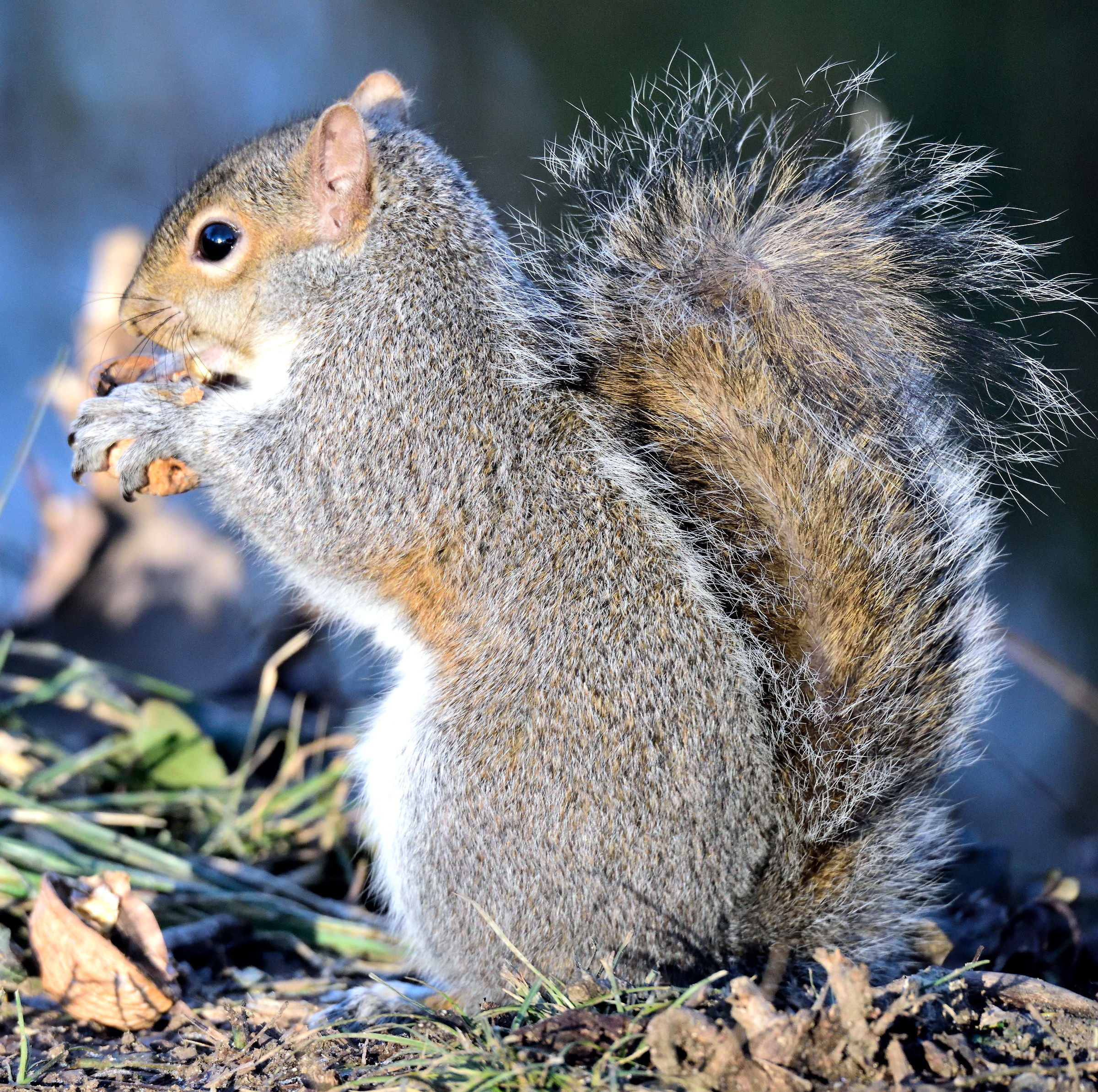 gray squirrel