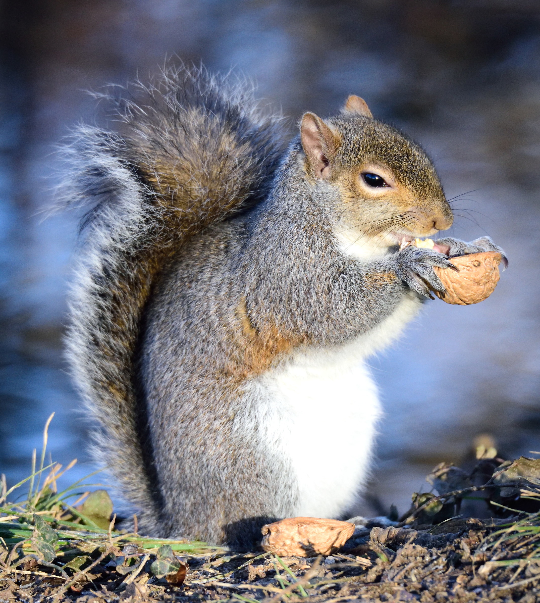 gray squirrel