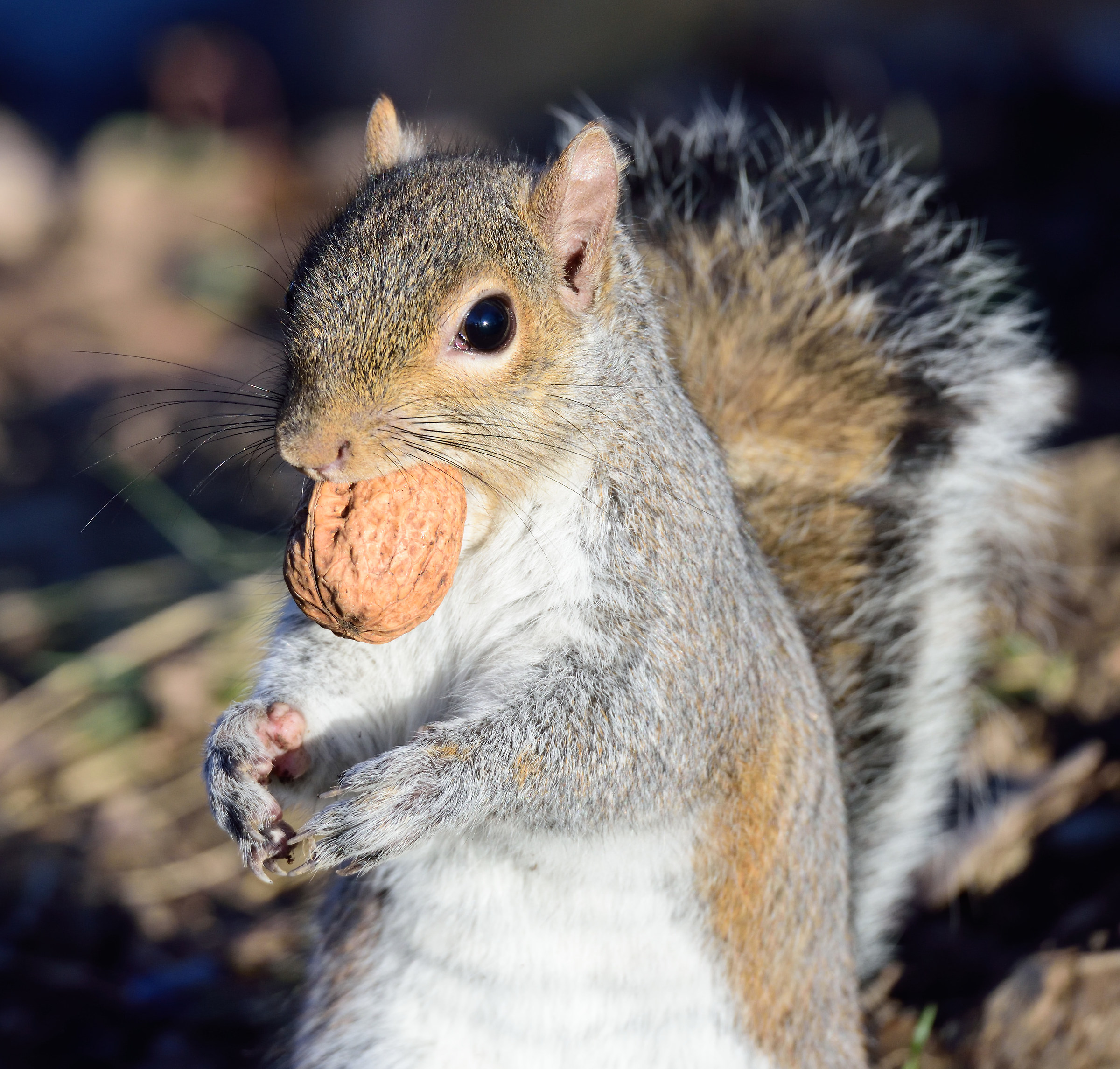 gray squirrel