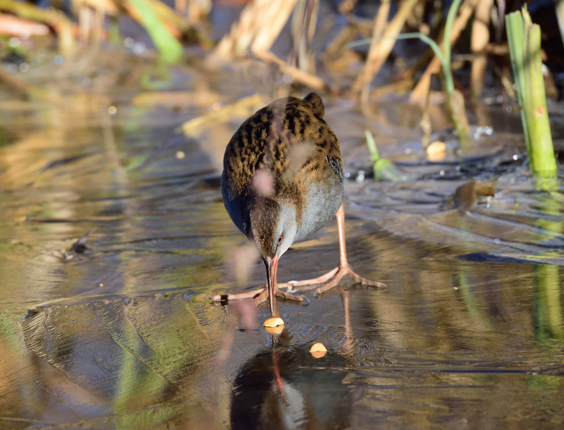 Water Rail