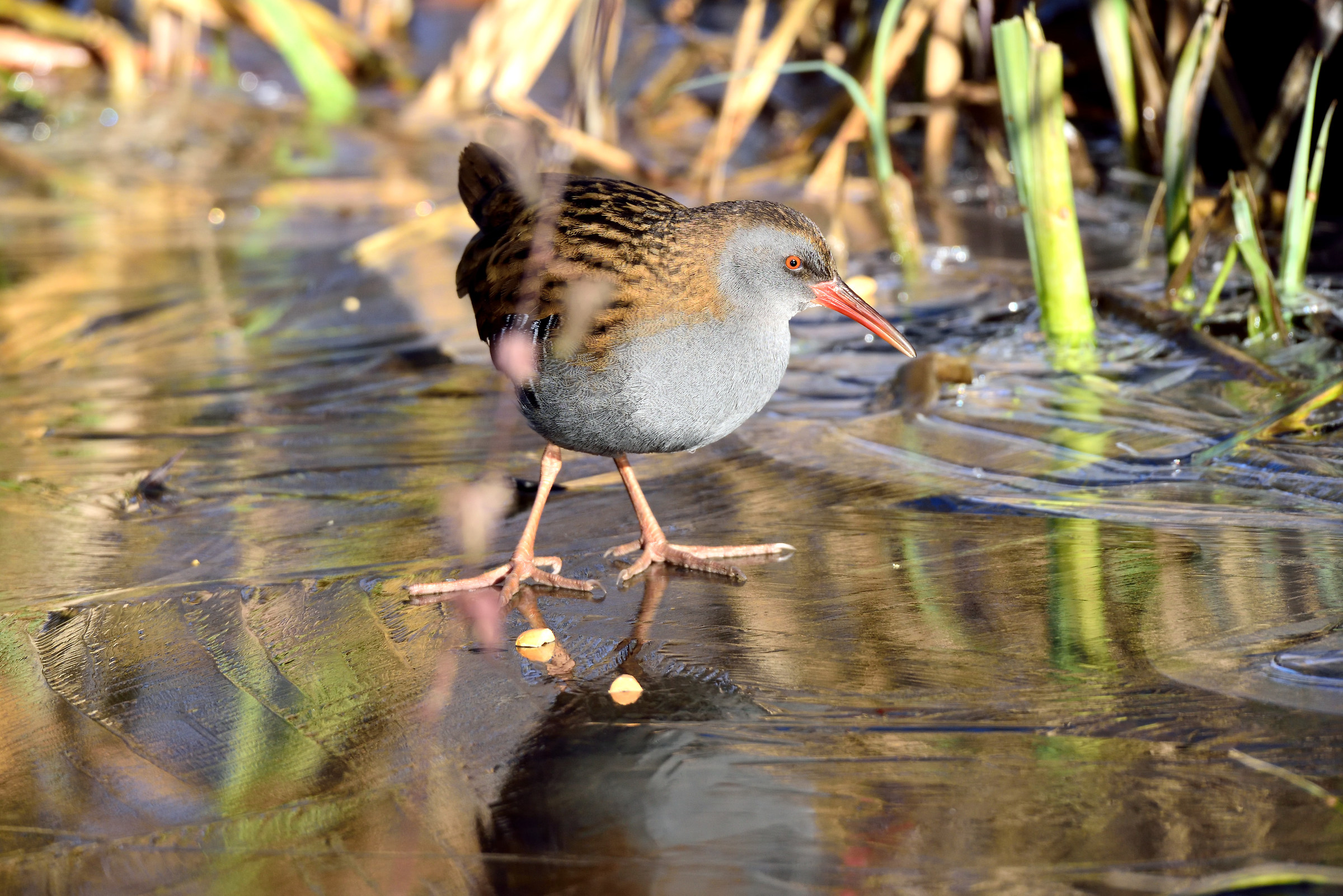 Water Rail