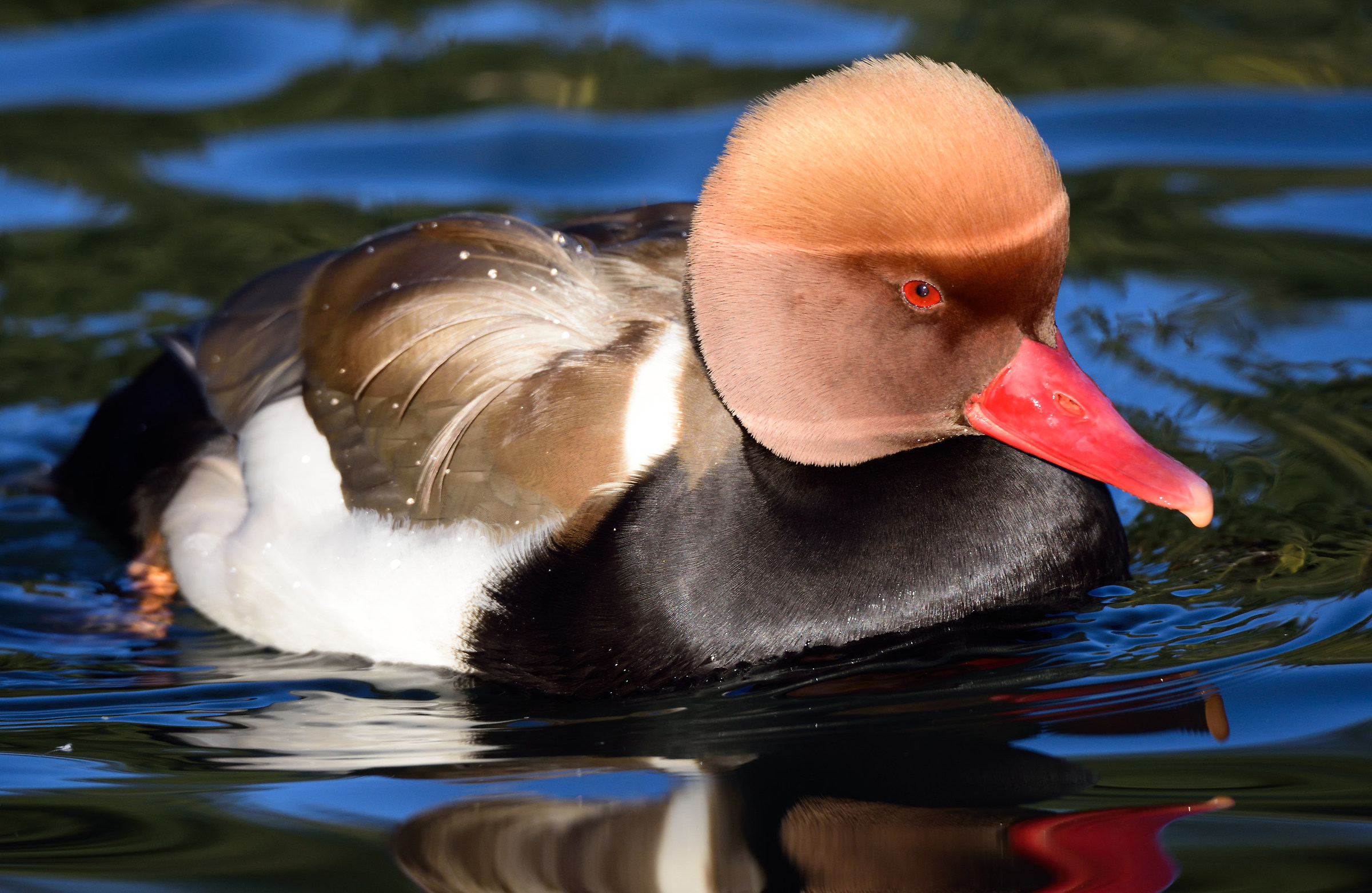 fistione turkish male