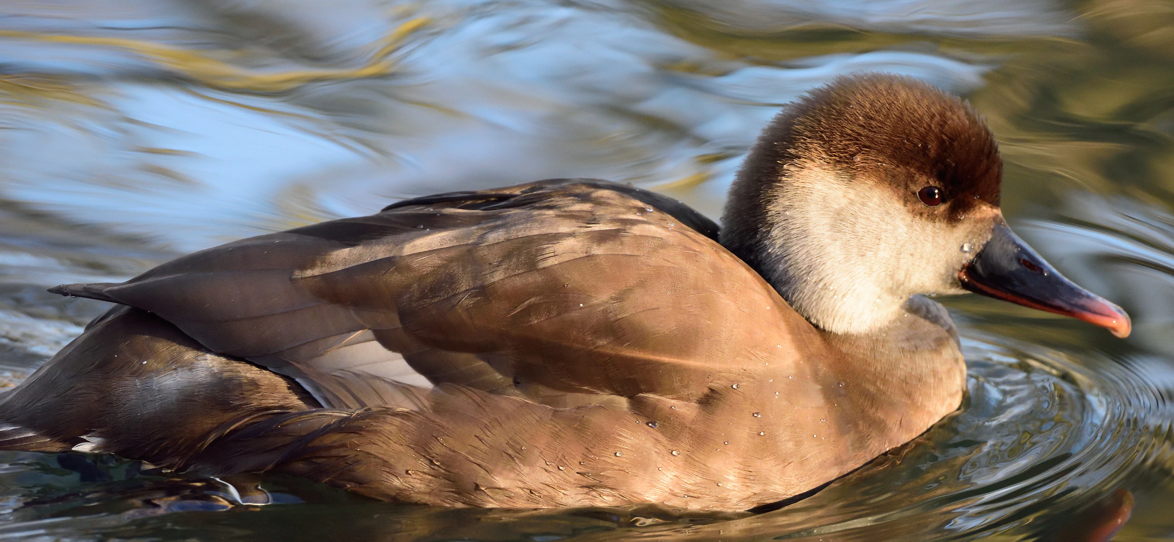 fistione turkish female