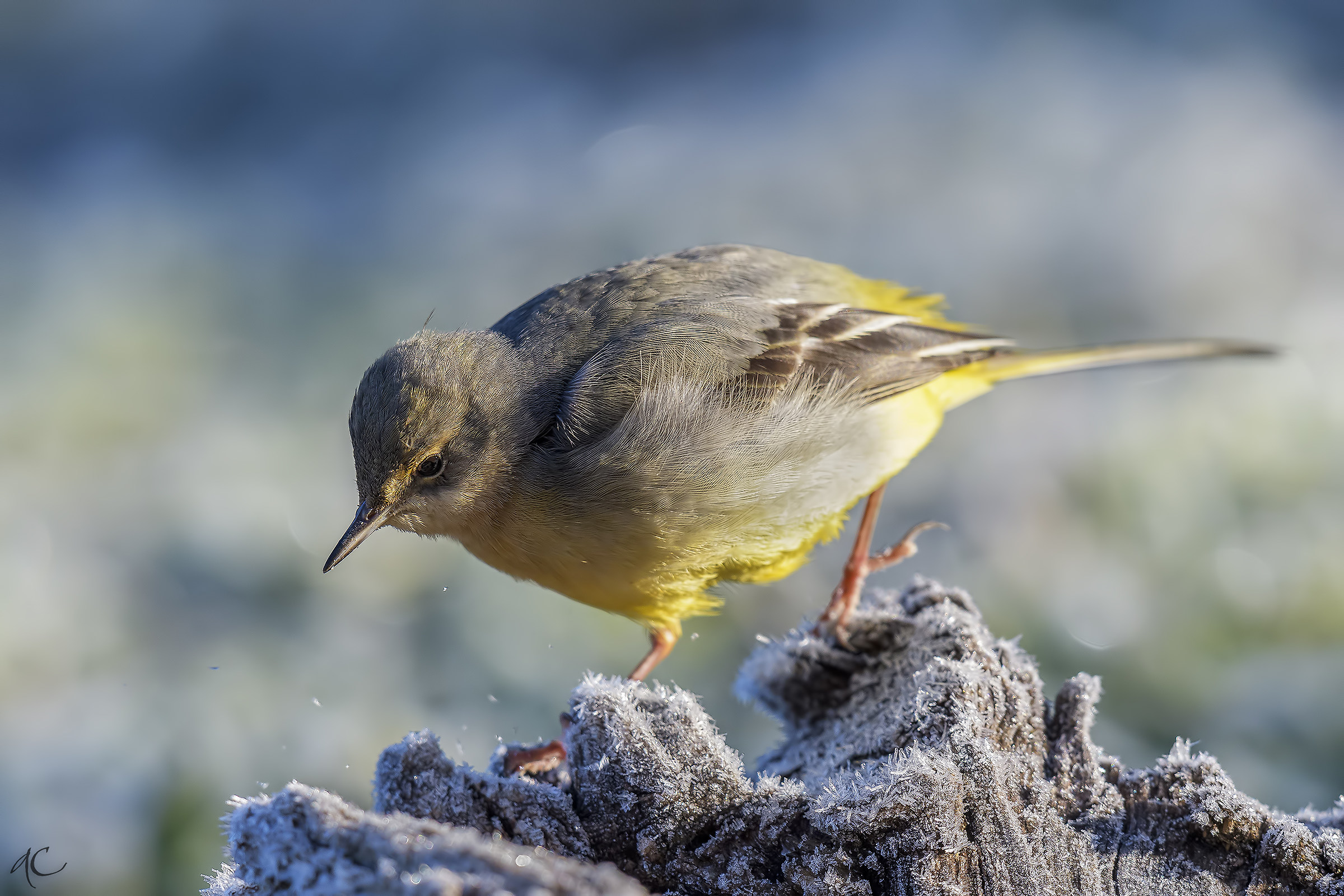yellow wagtail