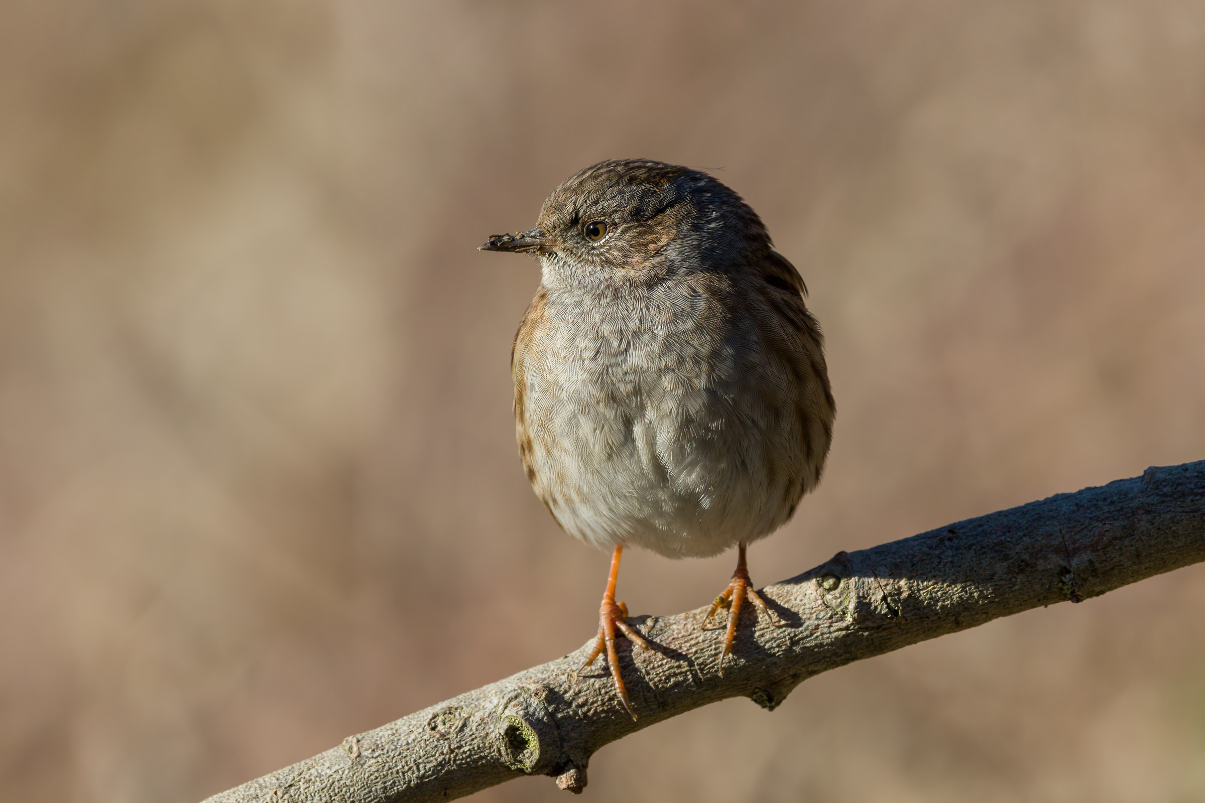 Dunnock (Prunella modularis)