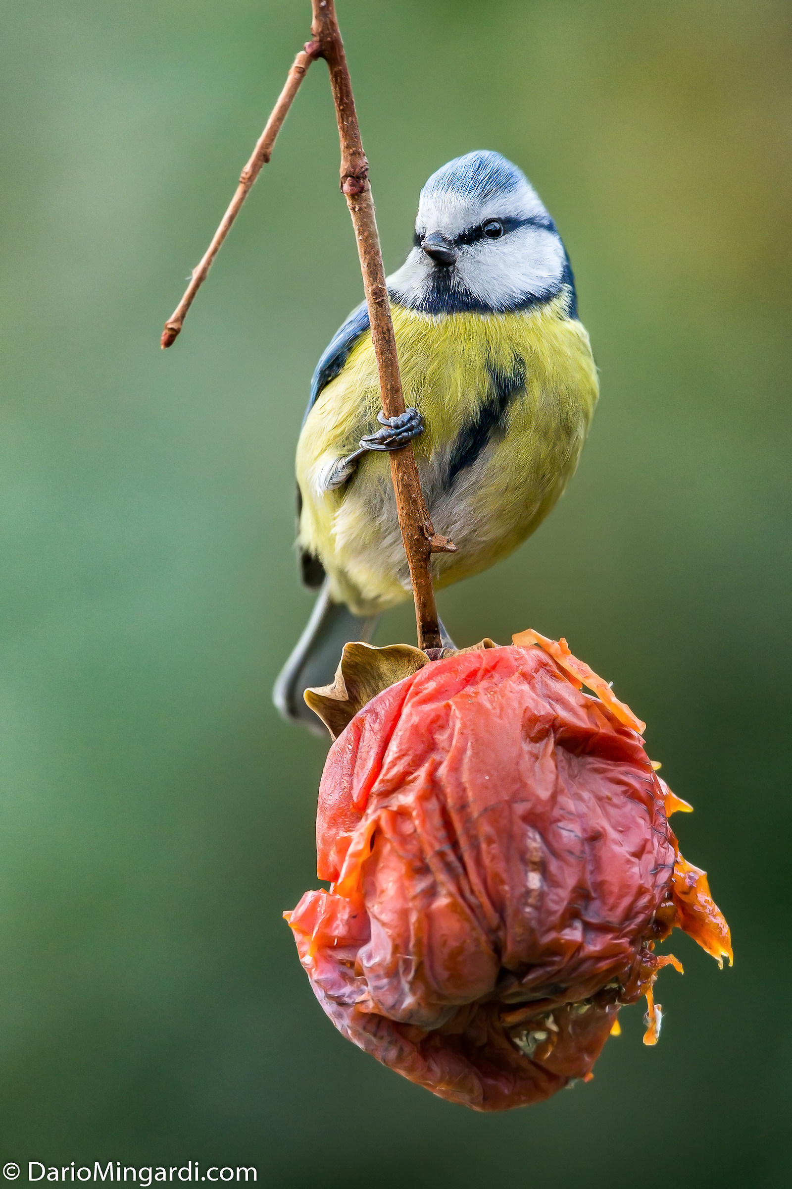 Tit on persimmon