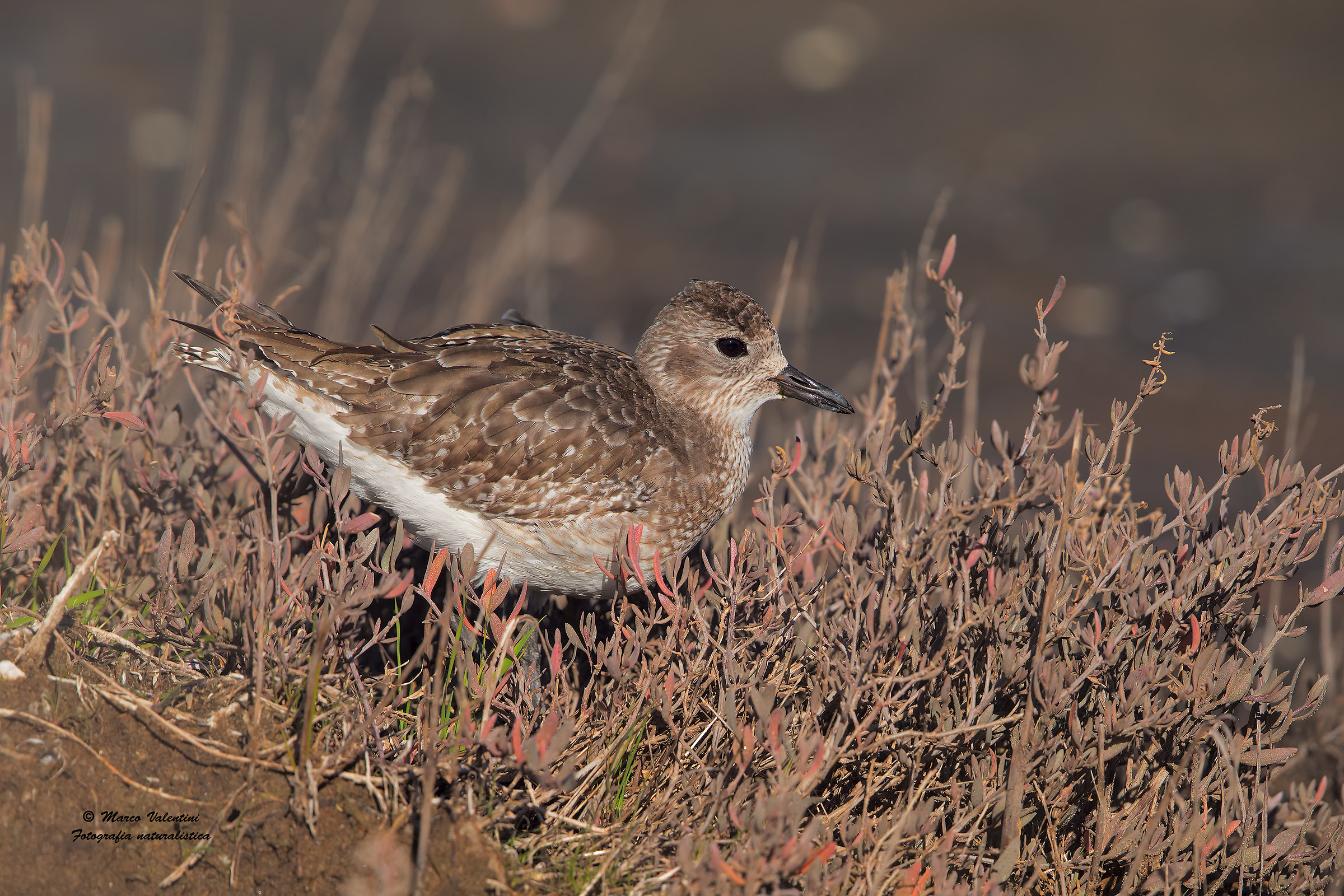 Grey Plover in Feather