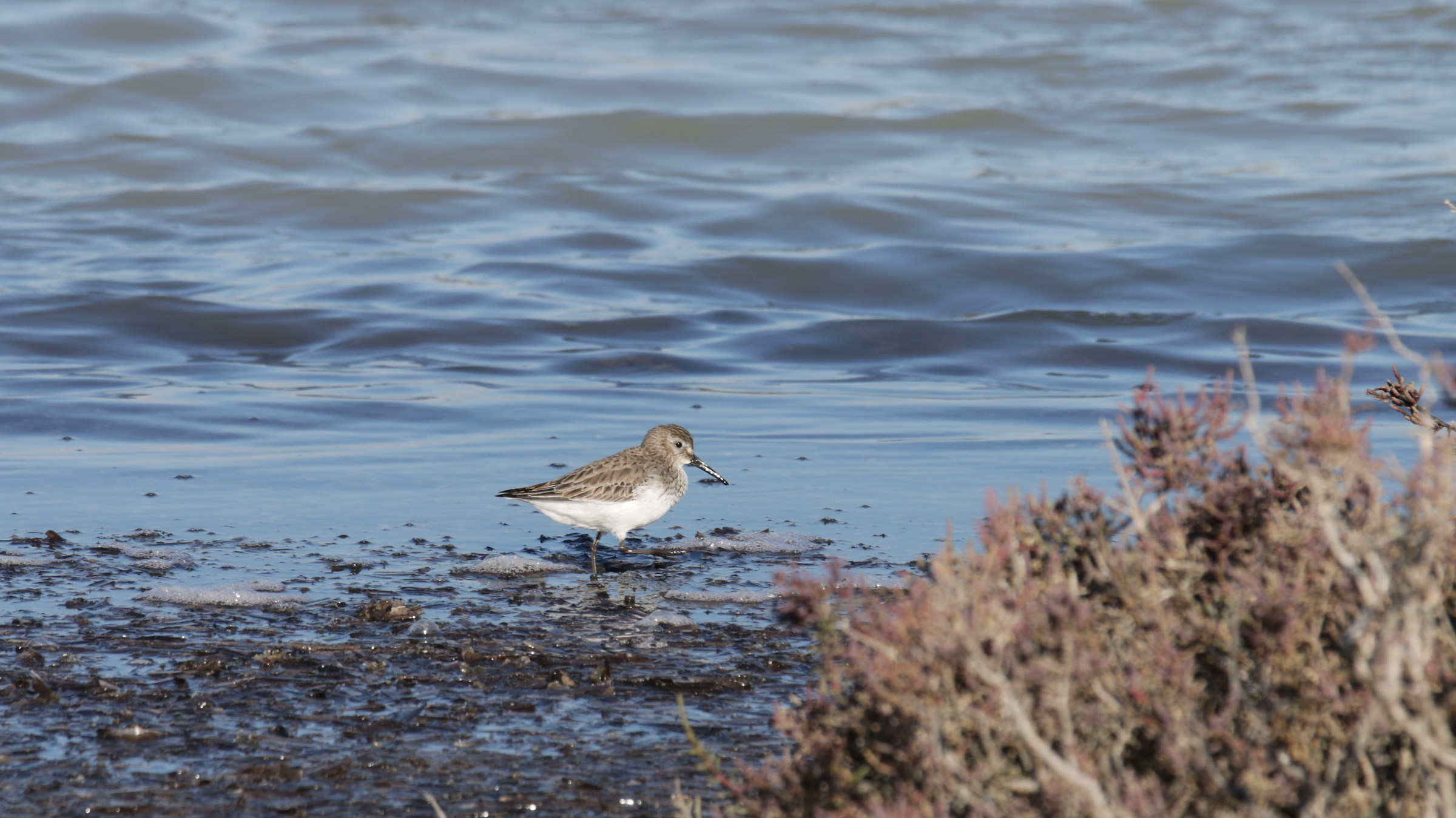 sandpiper