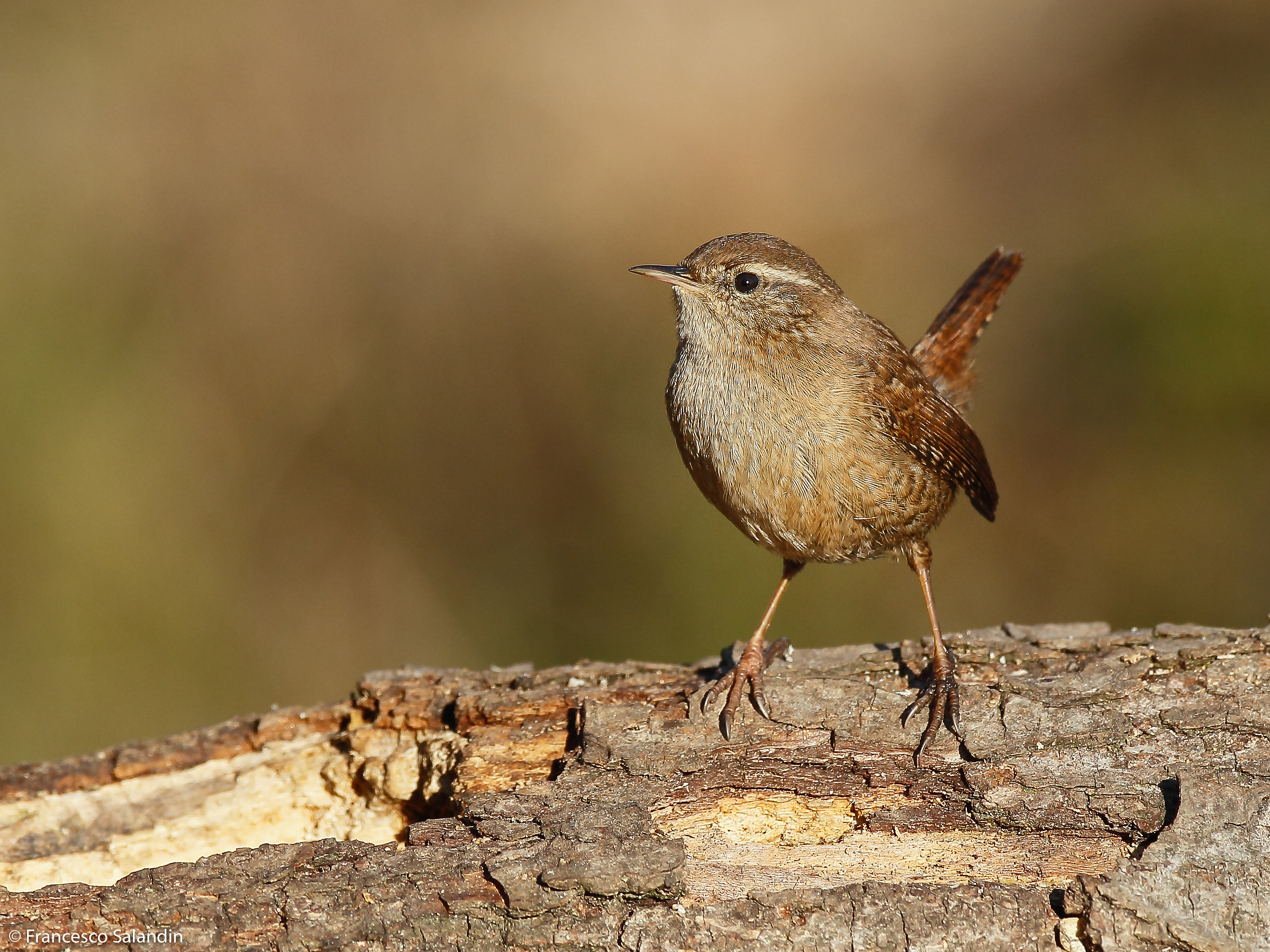 Wren