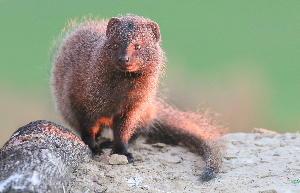Meloncillo (Mangusta spagnola. Herpestes ichneumon)