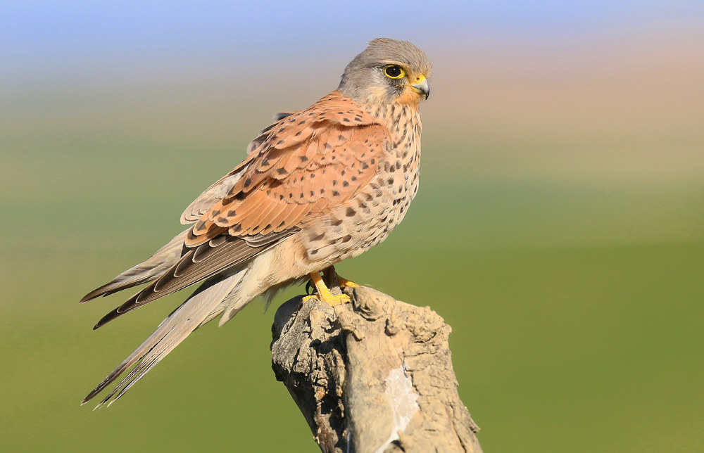 Kestrel