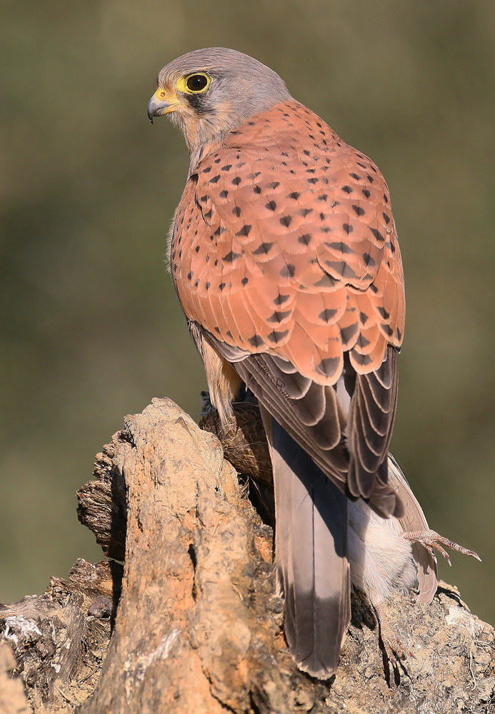 Kestrel
