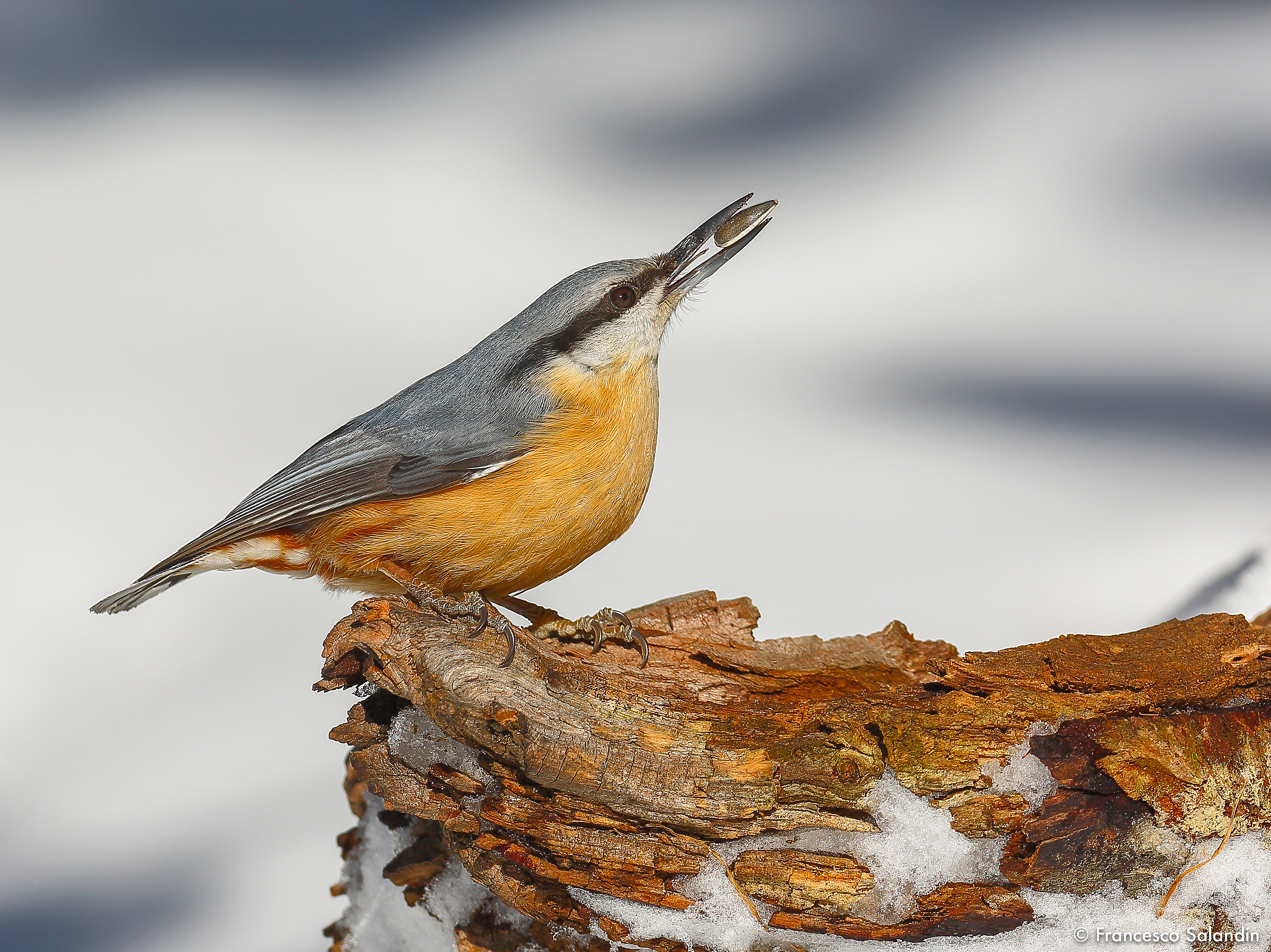 nuthatch