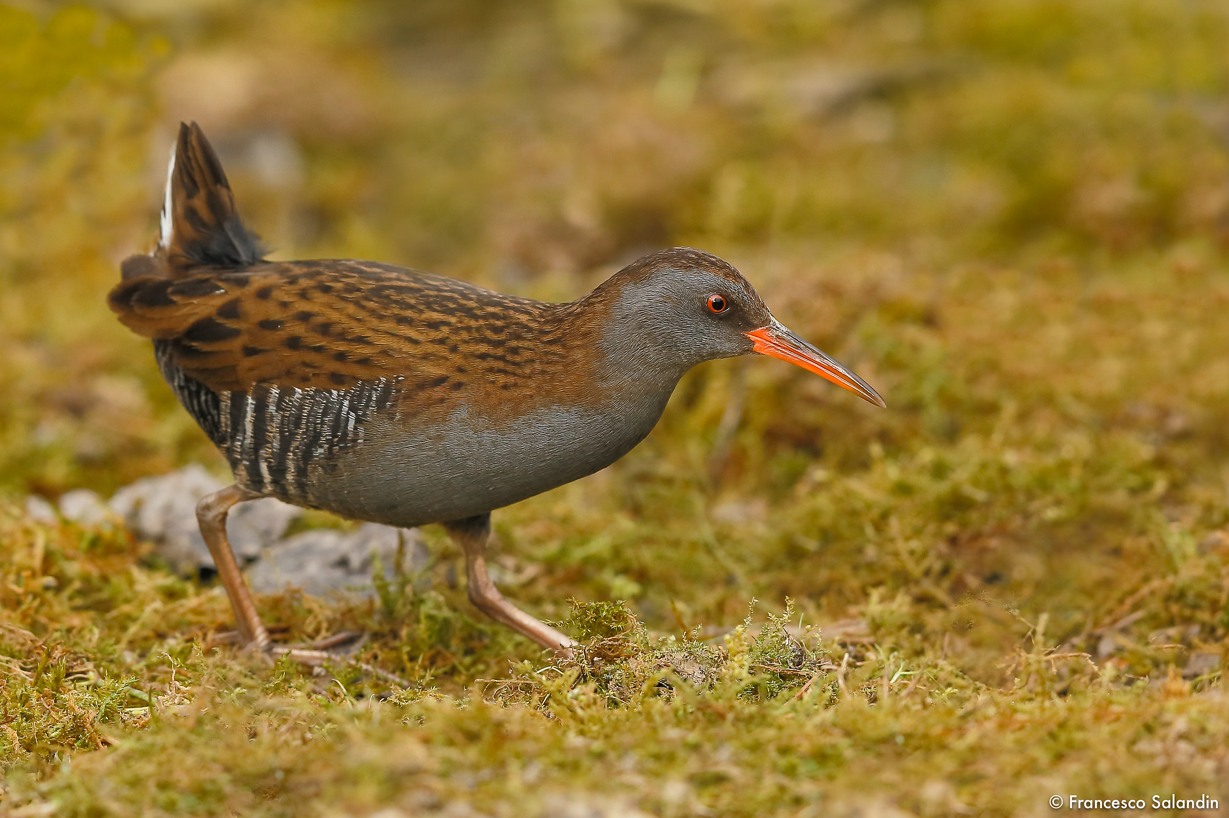 Water Rail