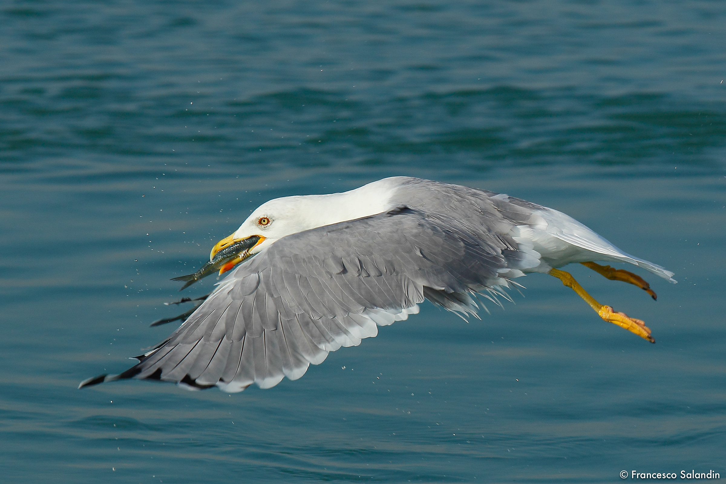 Herring Gulls