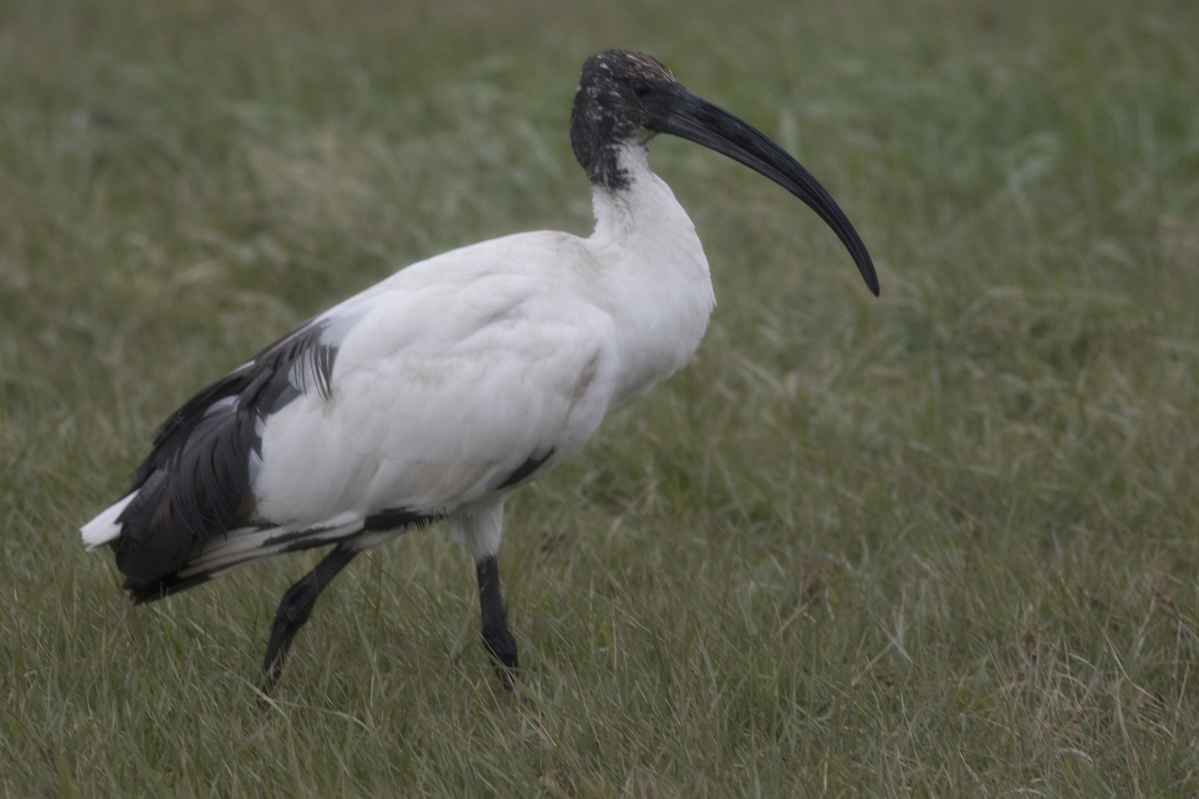 Ibis in Ravenna
