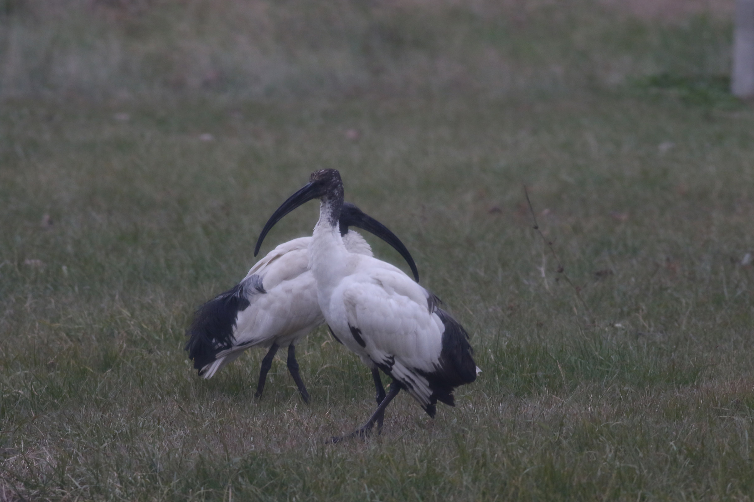 ibis couple in Ravenna