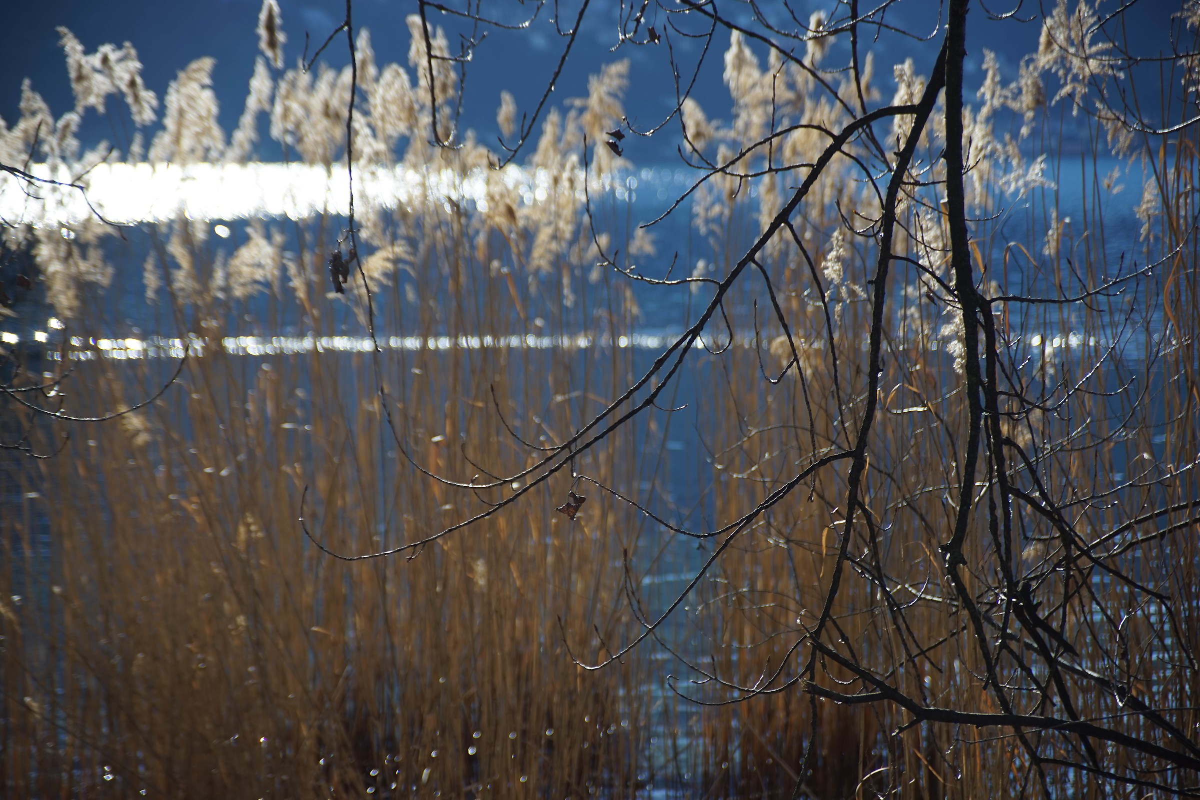 Reeds in winter