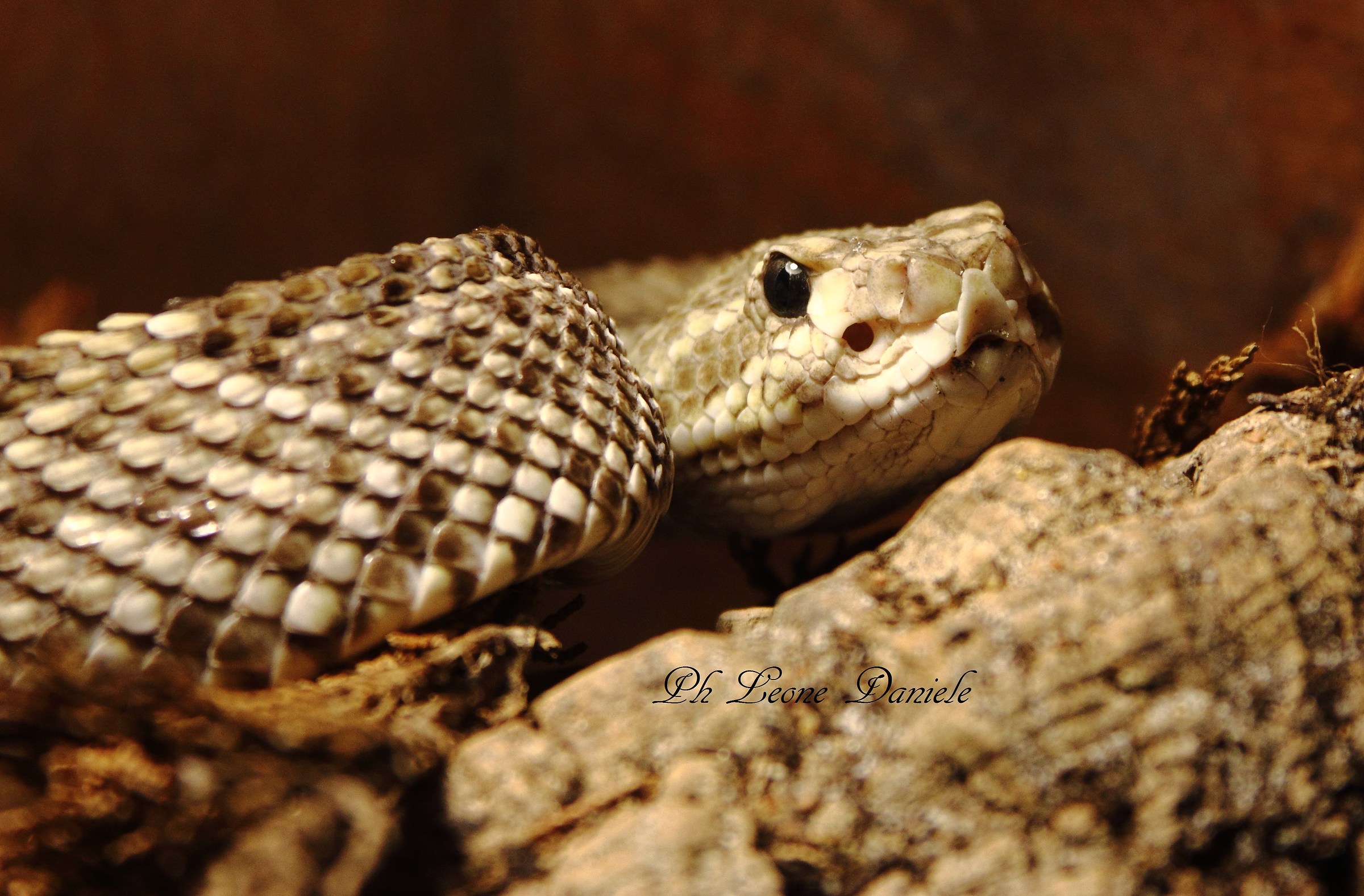 But I watched him he looked mè