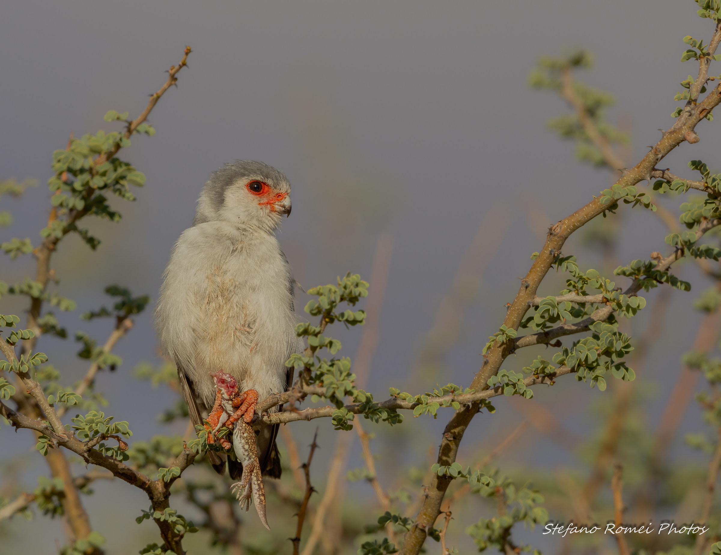 piccolo ma feroce...
