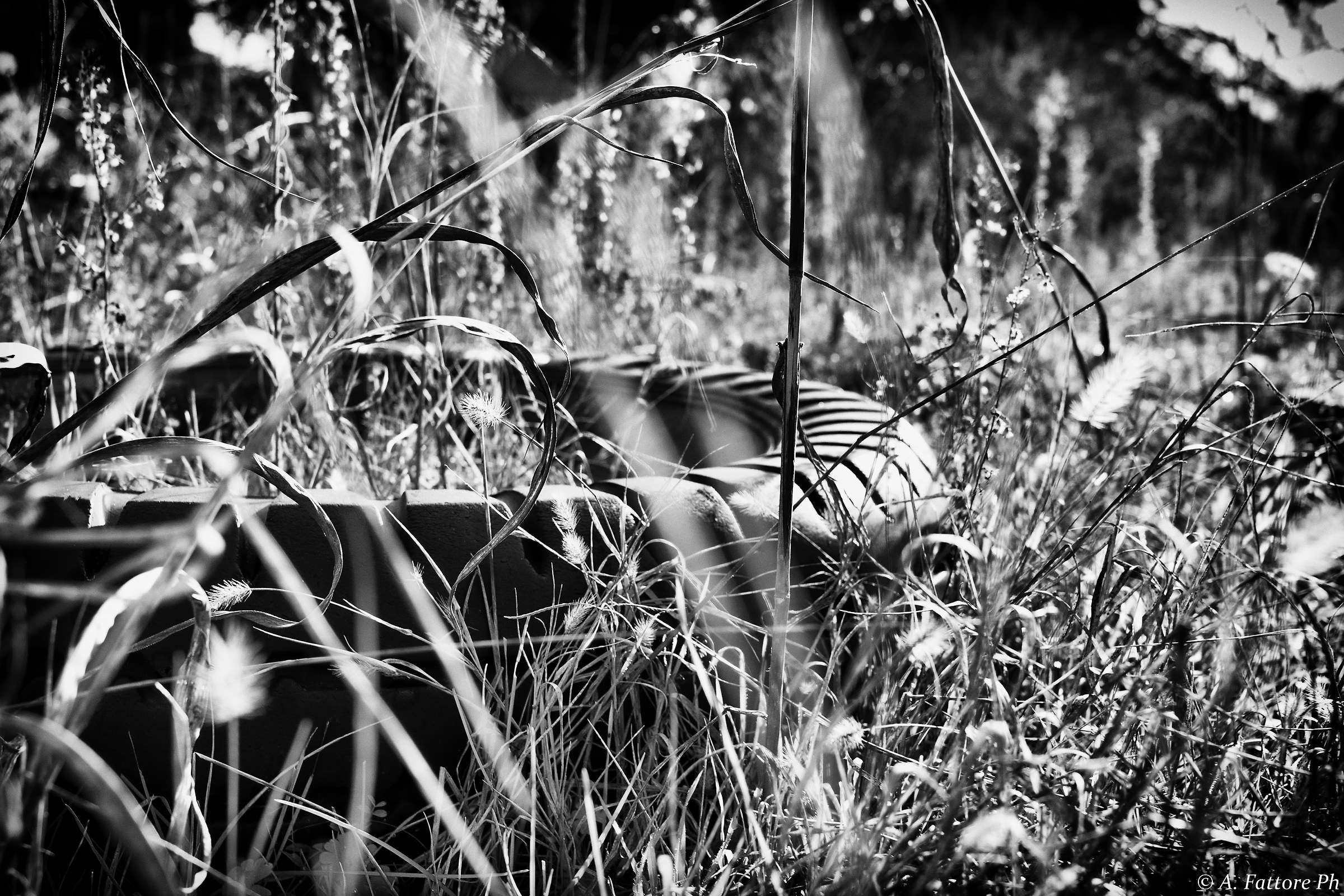 Reclines in the field