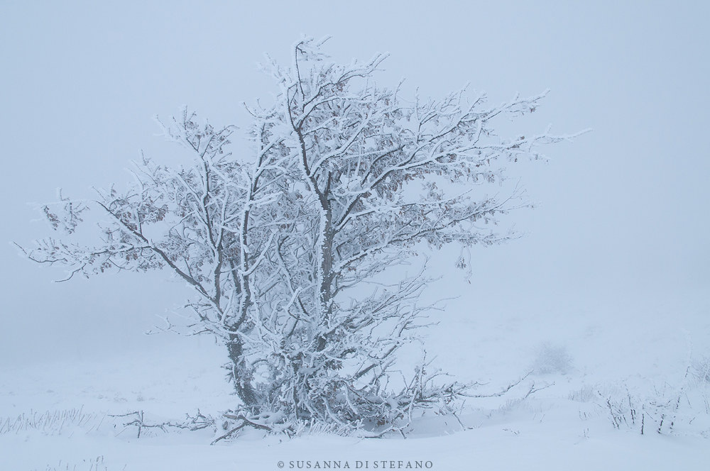 About snow, fog, wind and cold