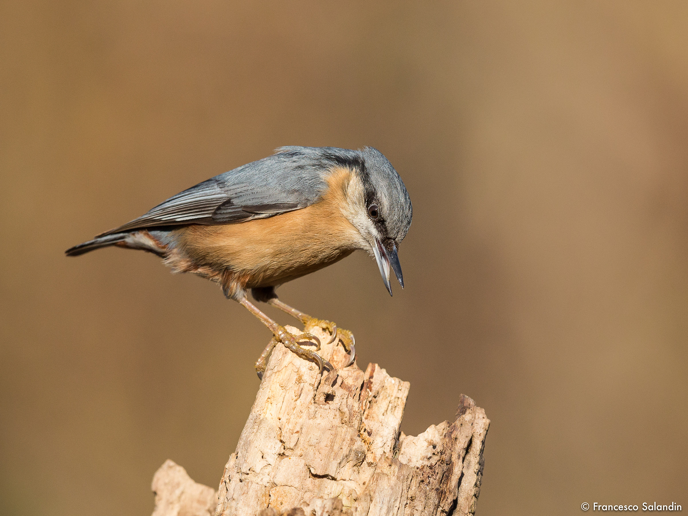 nuthatch