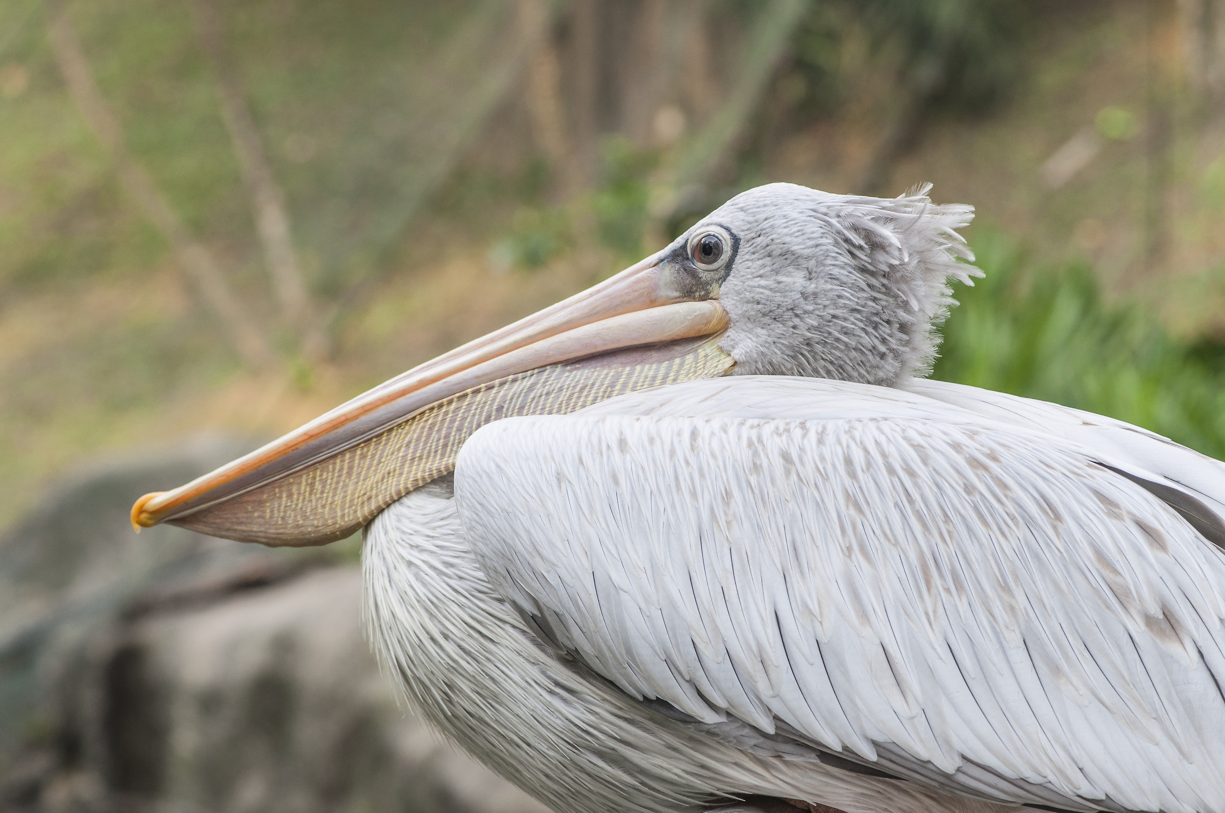Pelican