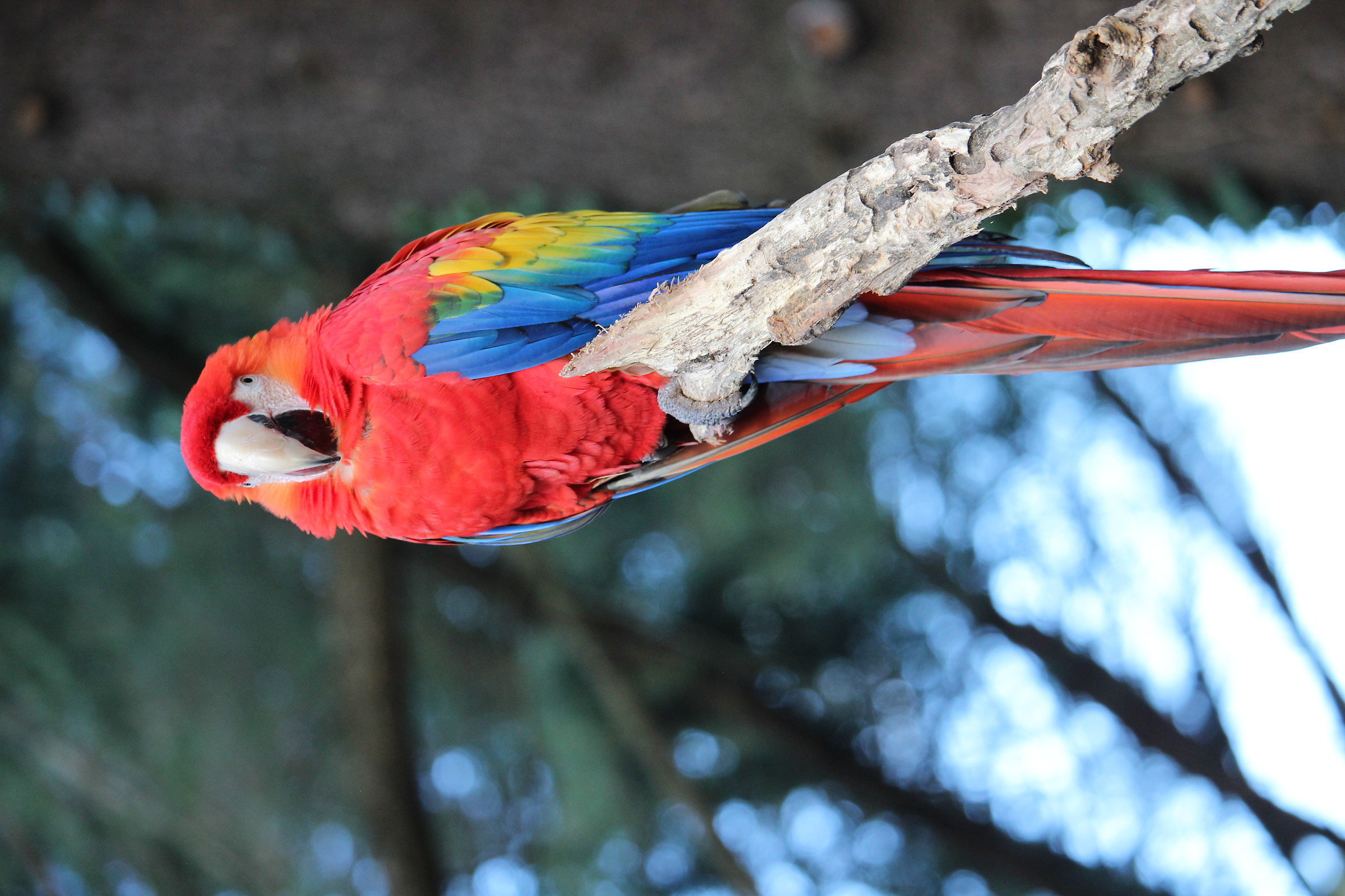 macaw