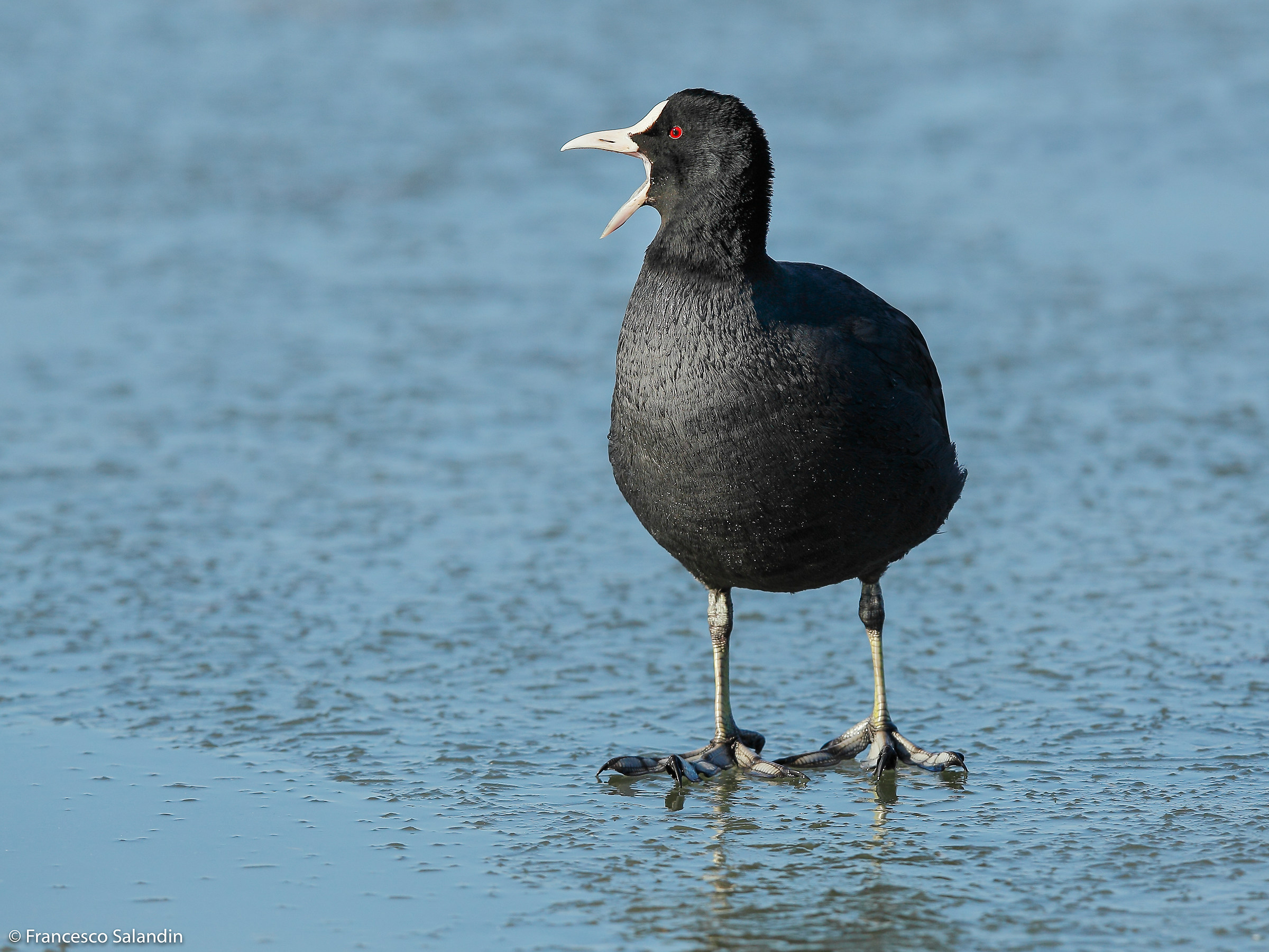 Coot
