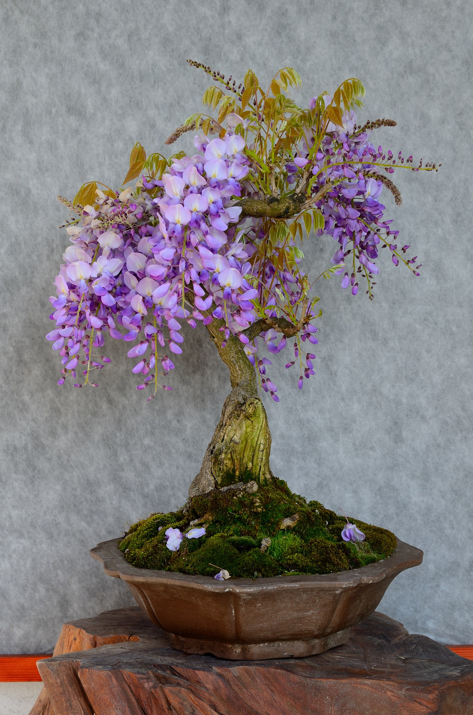 Bonsai Wisteria