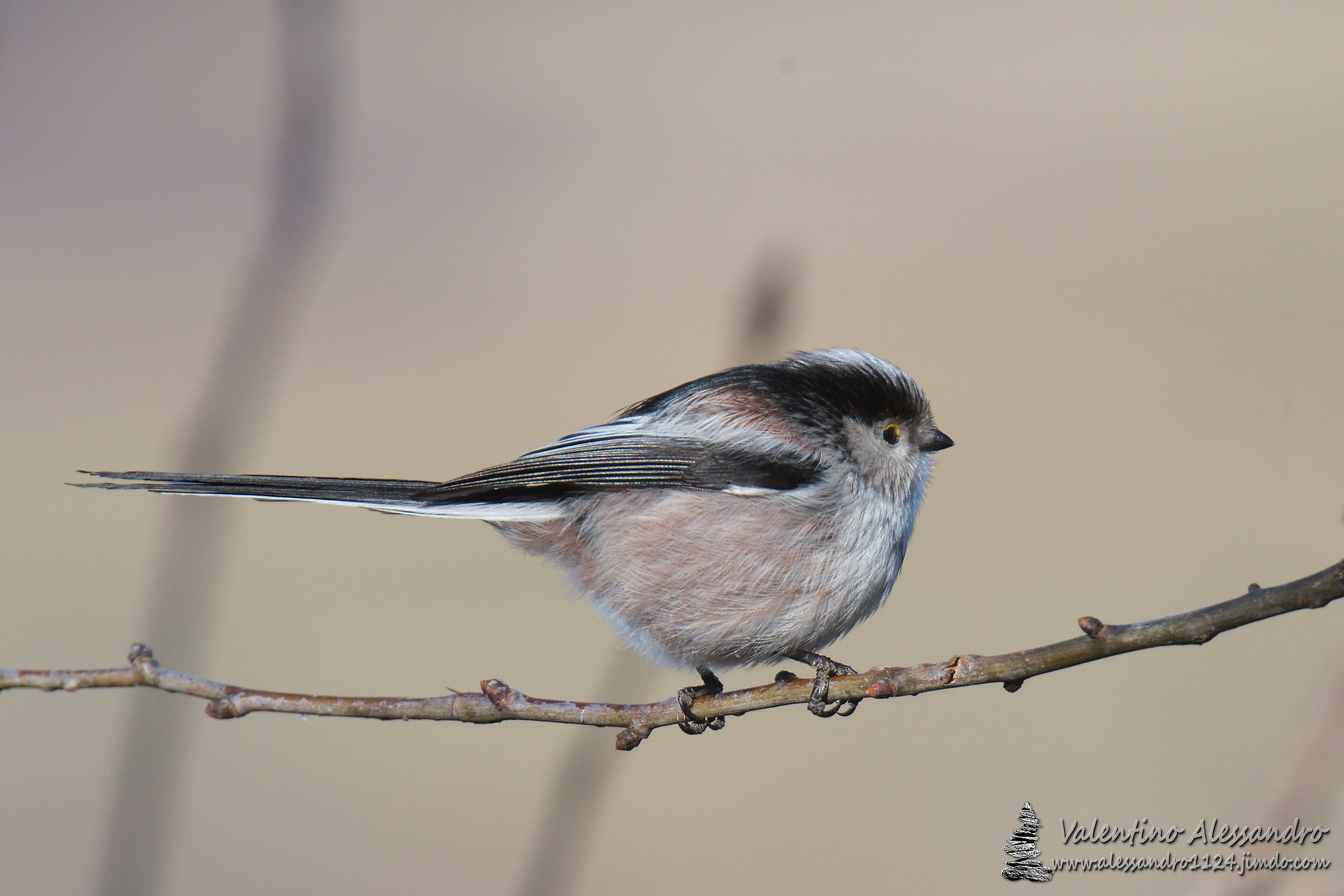 Long-tailed Tit