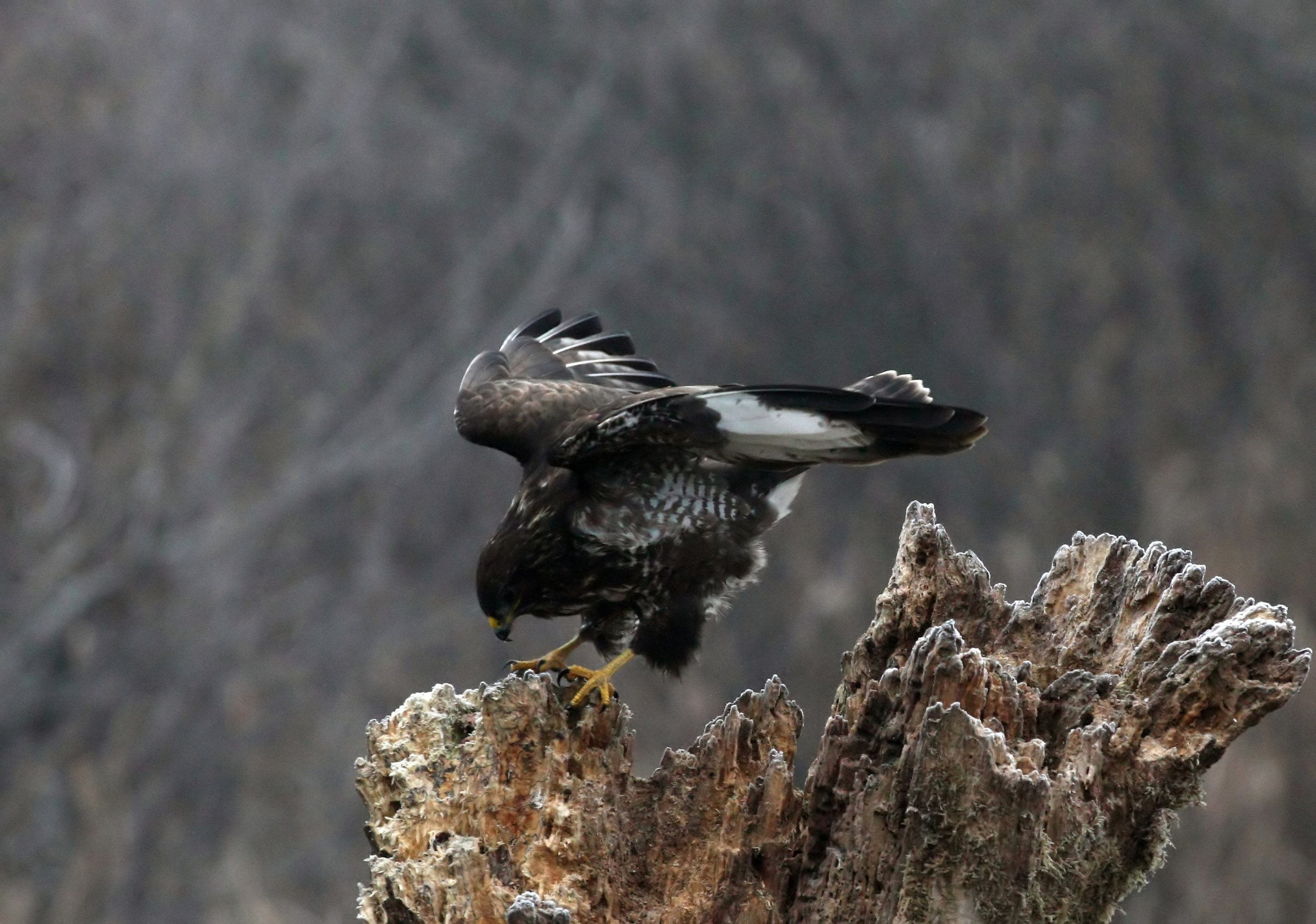 l'atterraggio della poiana