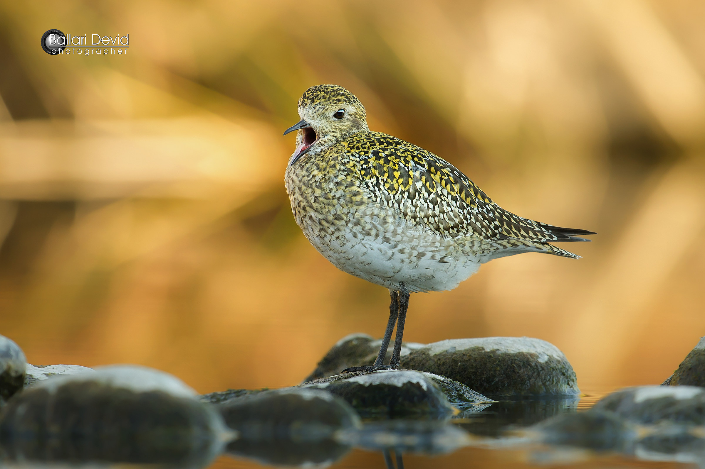 when there is not only the golden plover