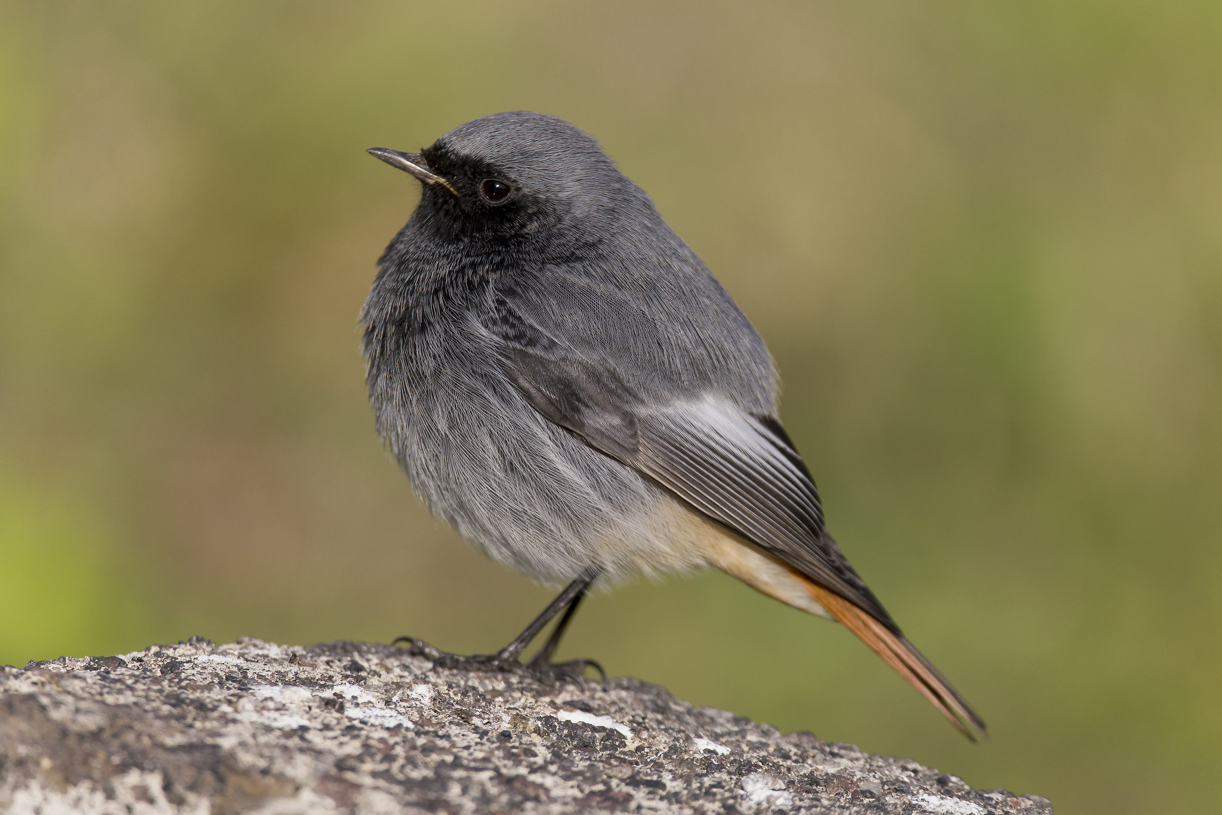 Codirosso spazzacamino &male;?