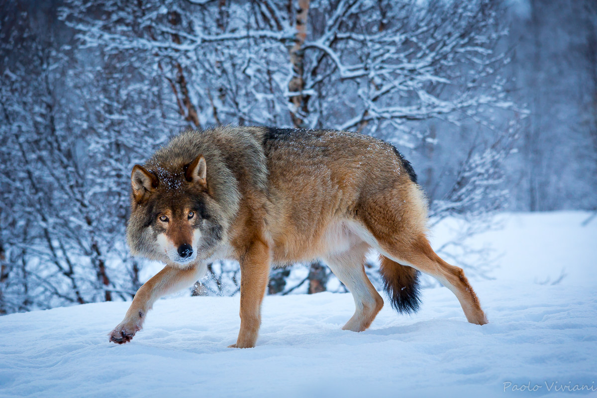Stealthy footsteps in the snow ....