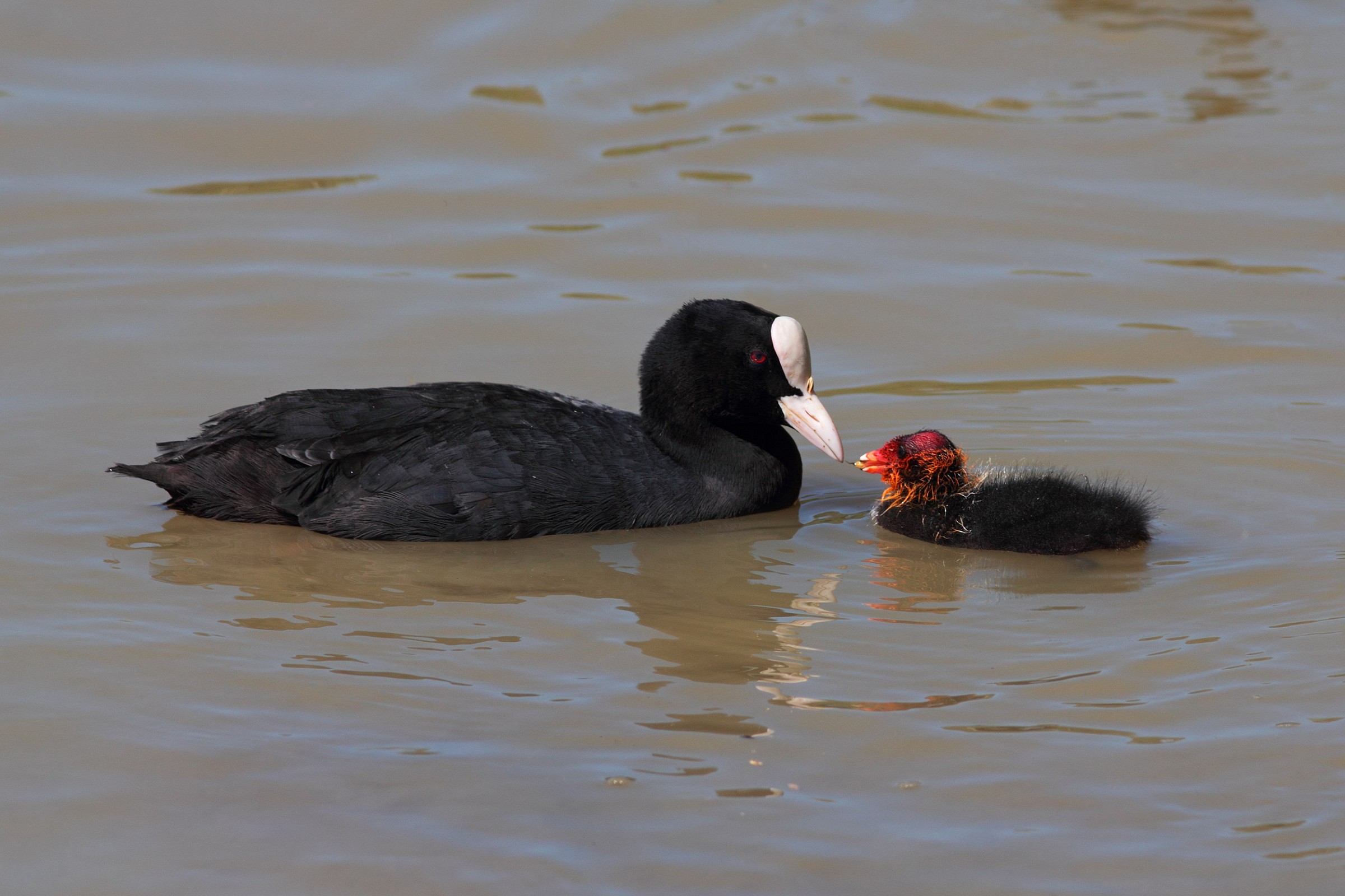 Coot with chick