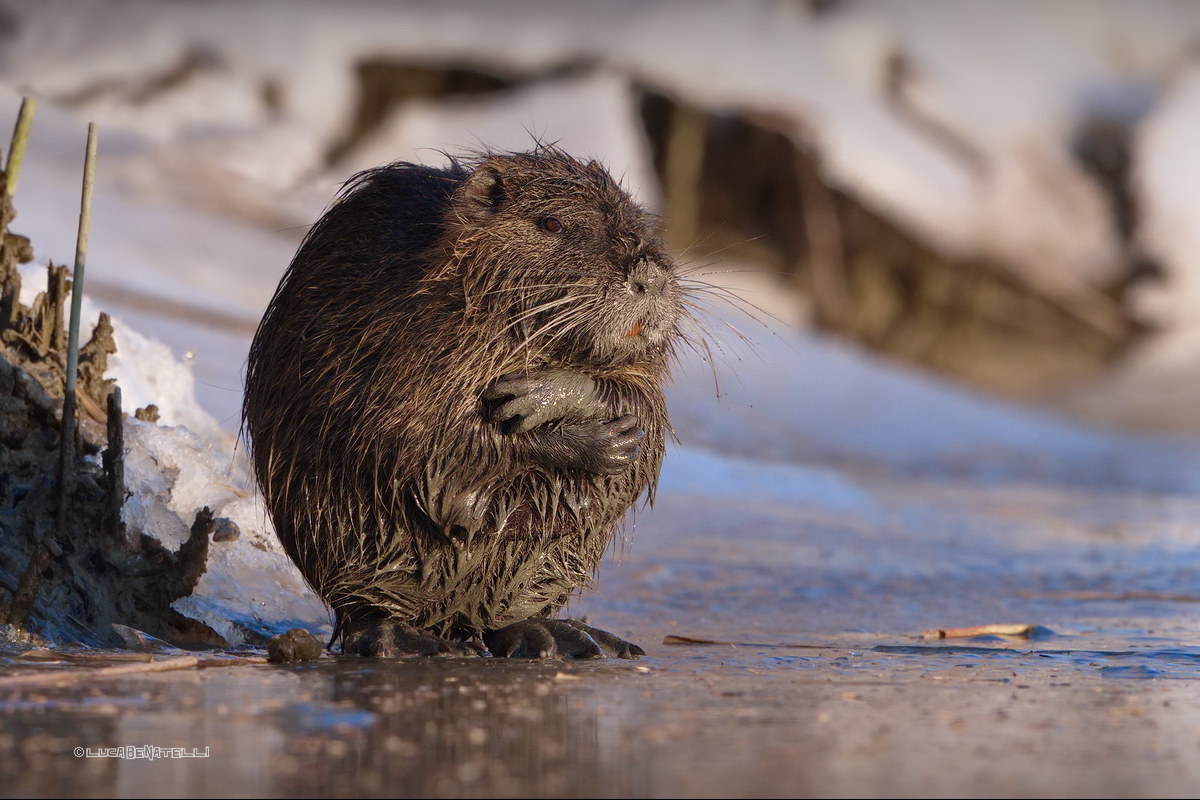 Brrrrr.... che freddo!