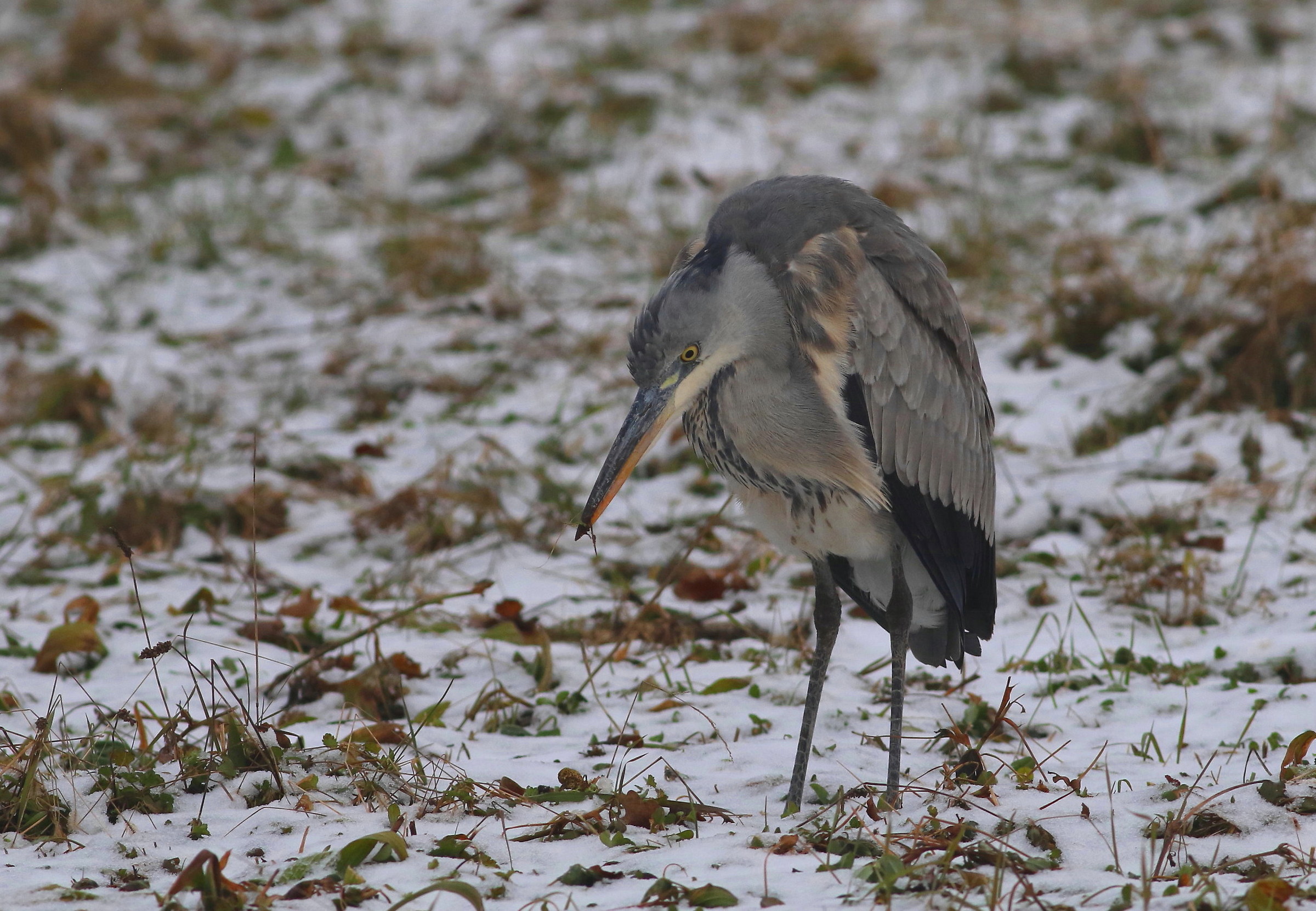 undecided and thoughtful ...... migrate to hot or else ???