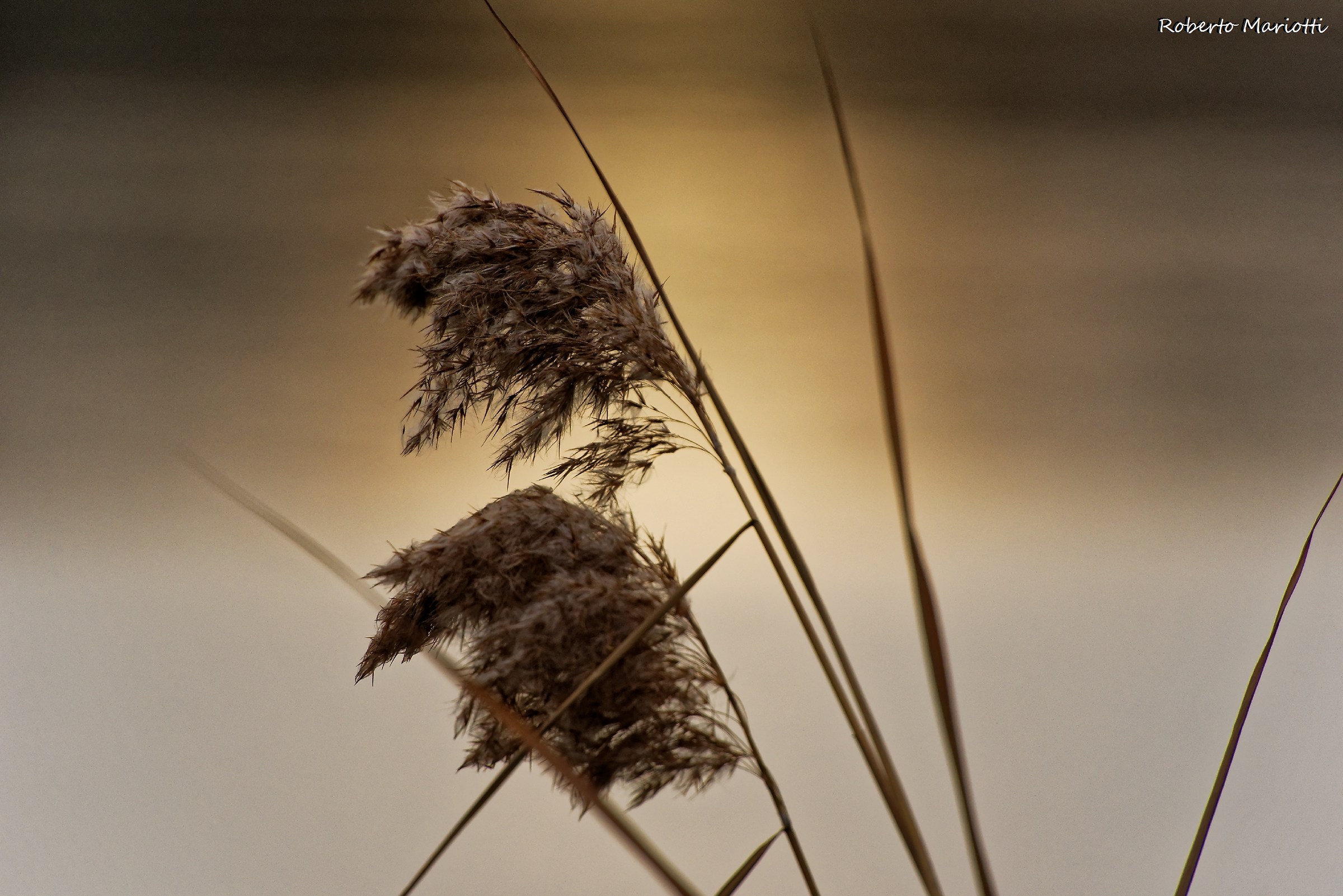 Torbiere d'Inverno - 4