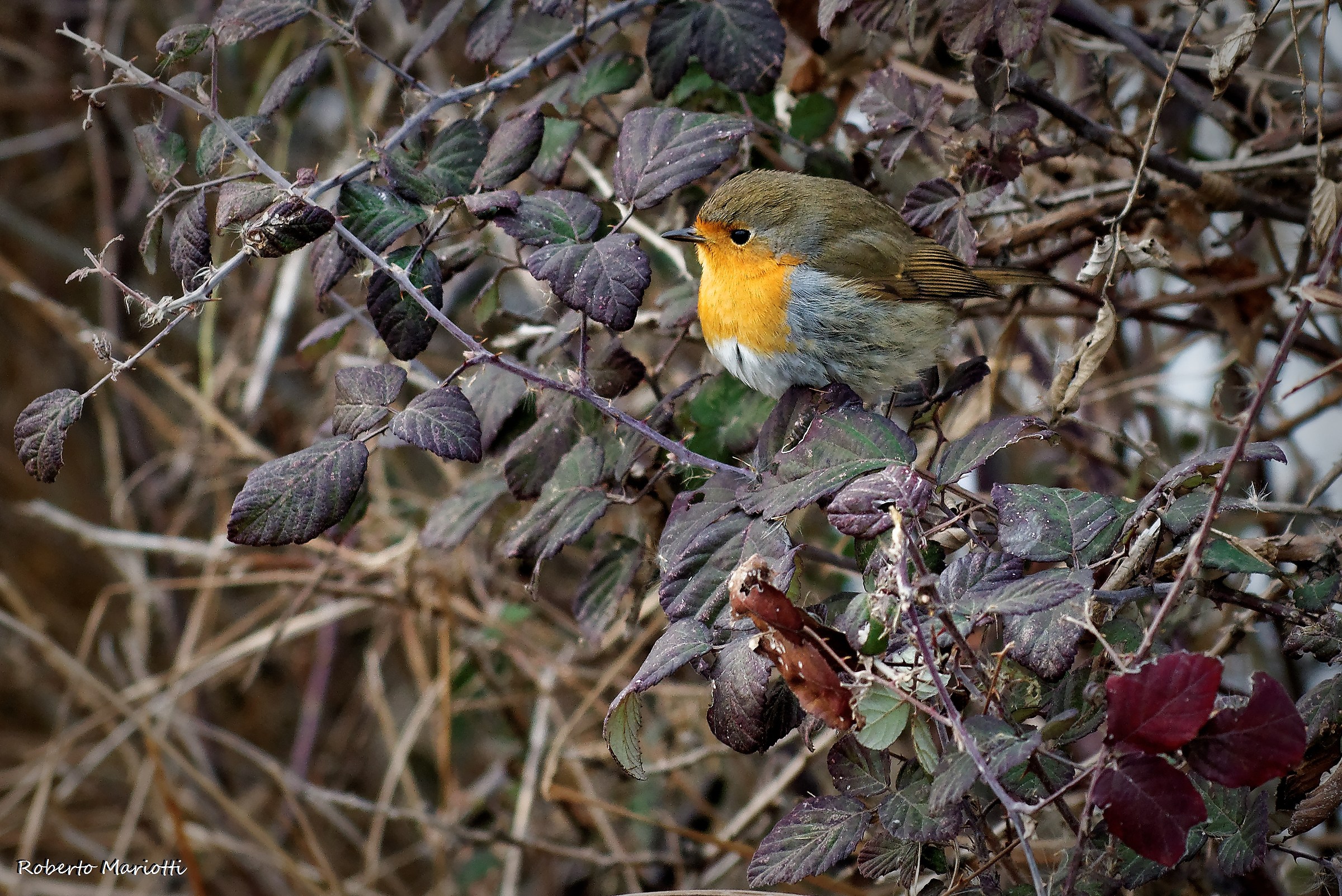 Winter robin - 1