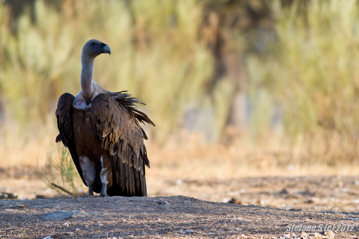 Grifone alle prime luci del giorno