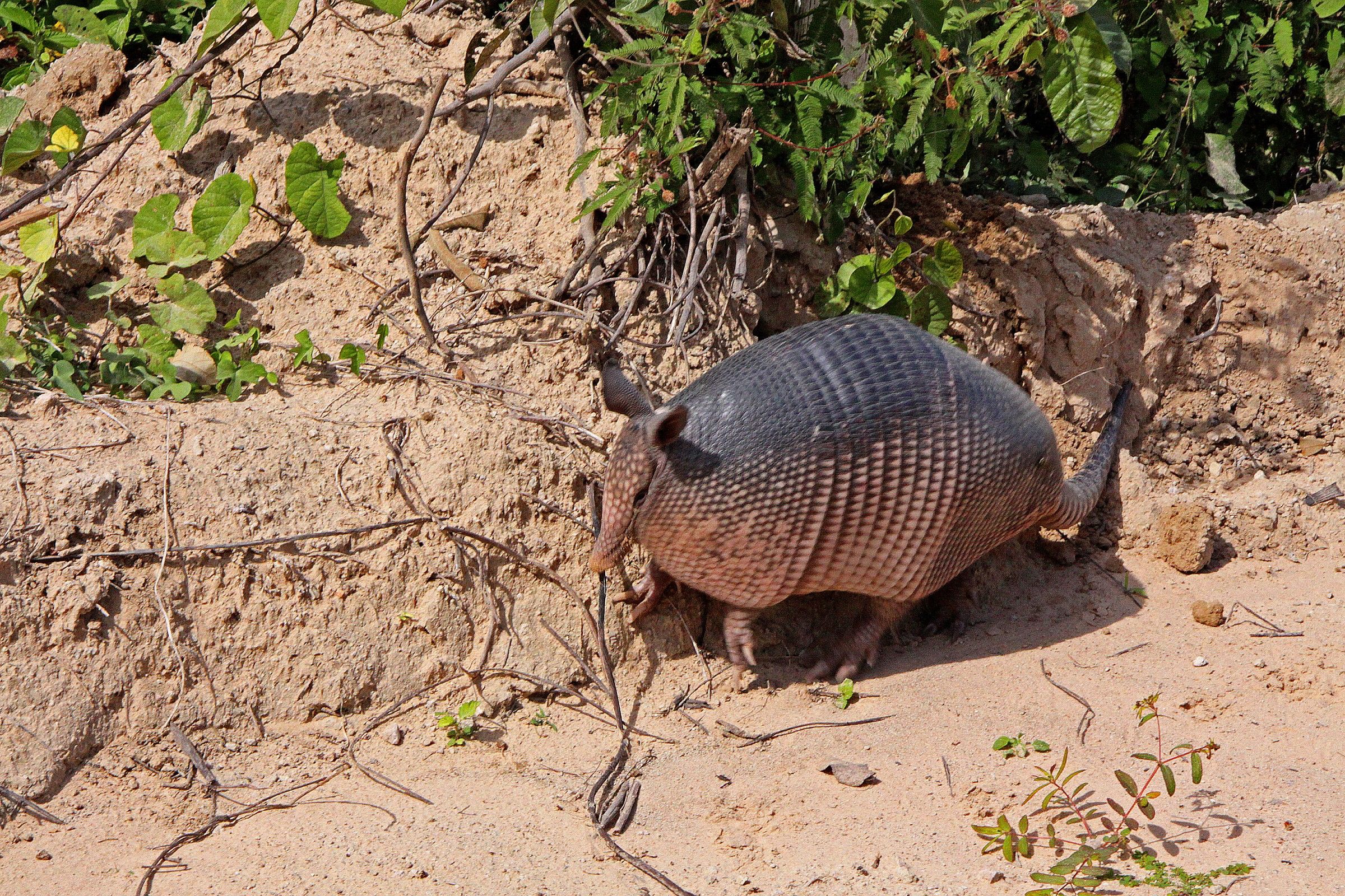 armadillo