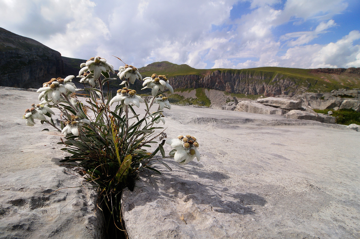 Leontopodium alpinum