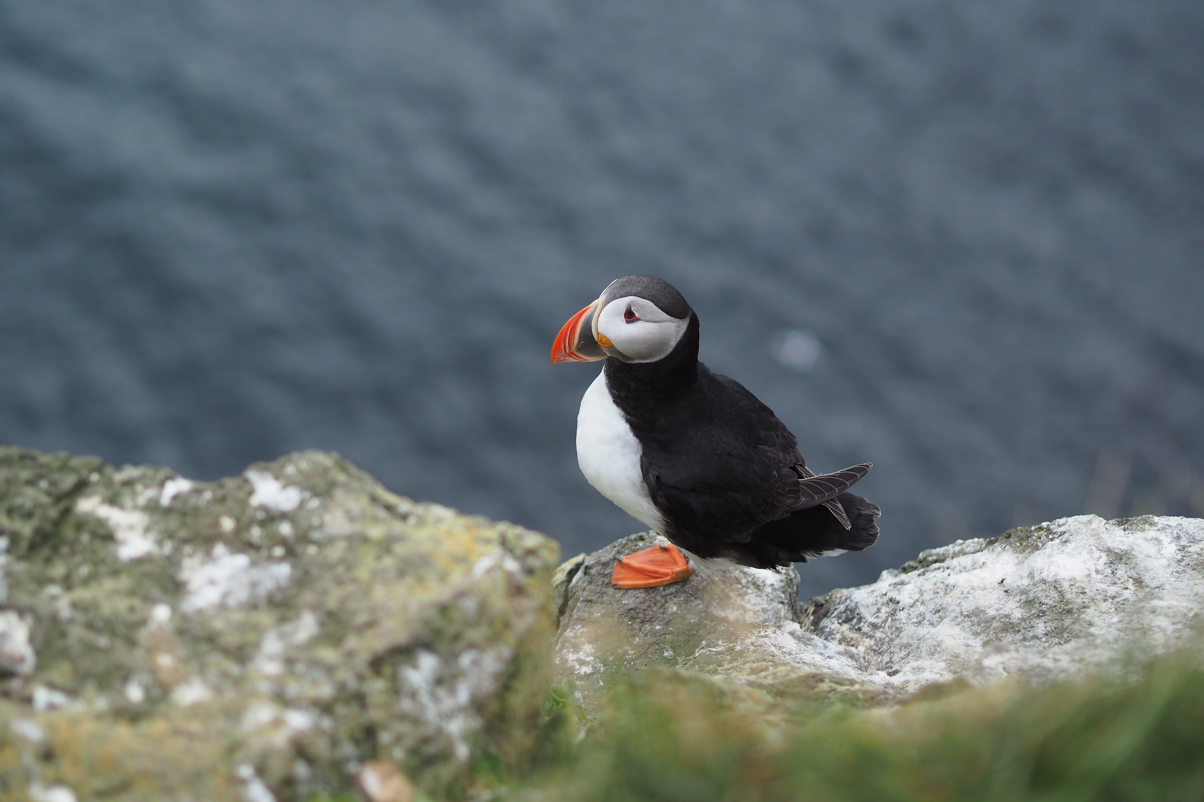 Il puffin più occidentale d'Europa